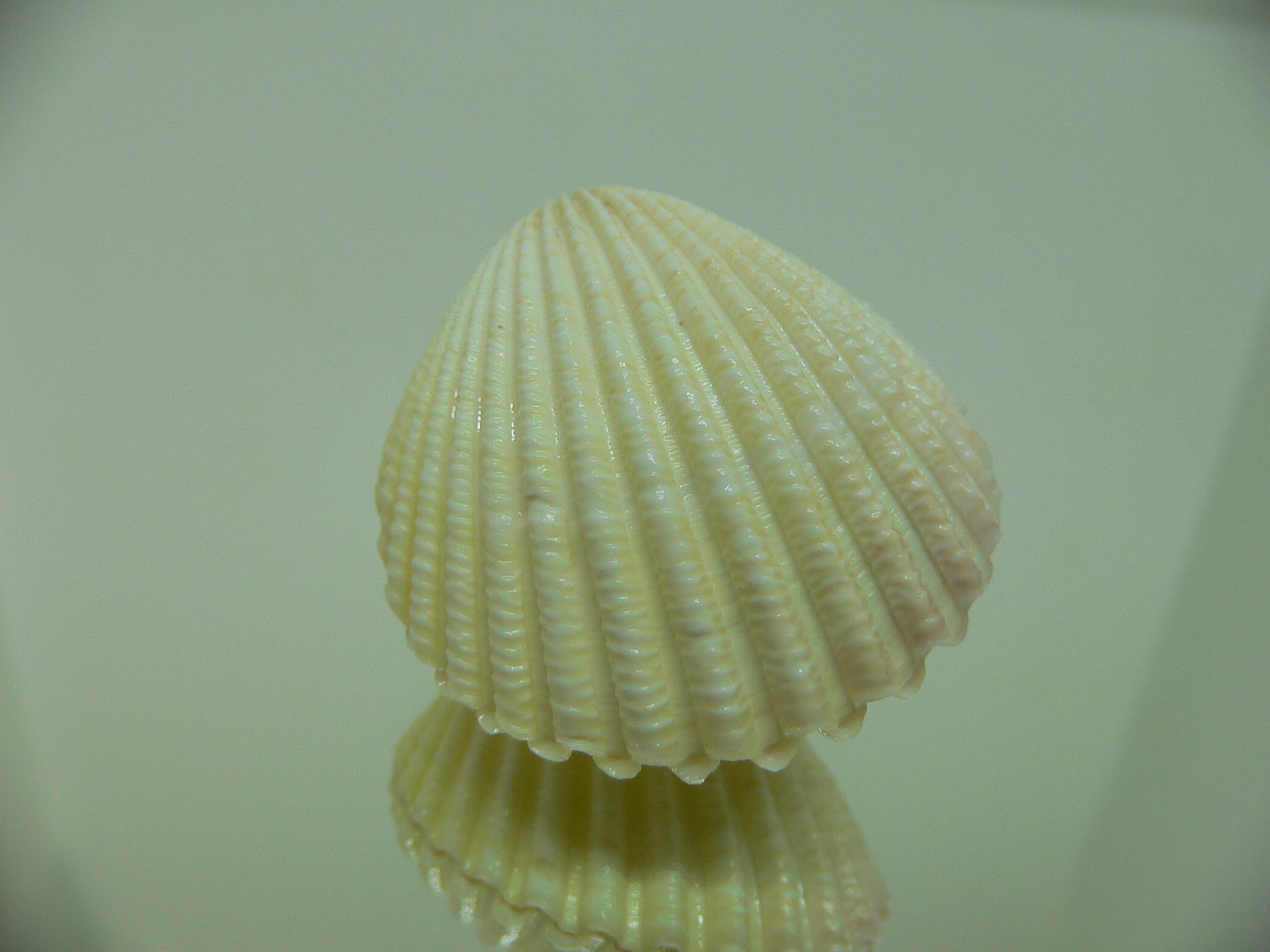 Vasticardium subrugosum