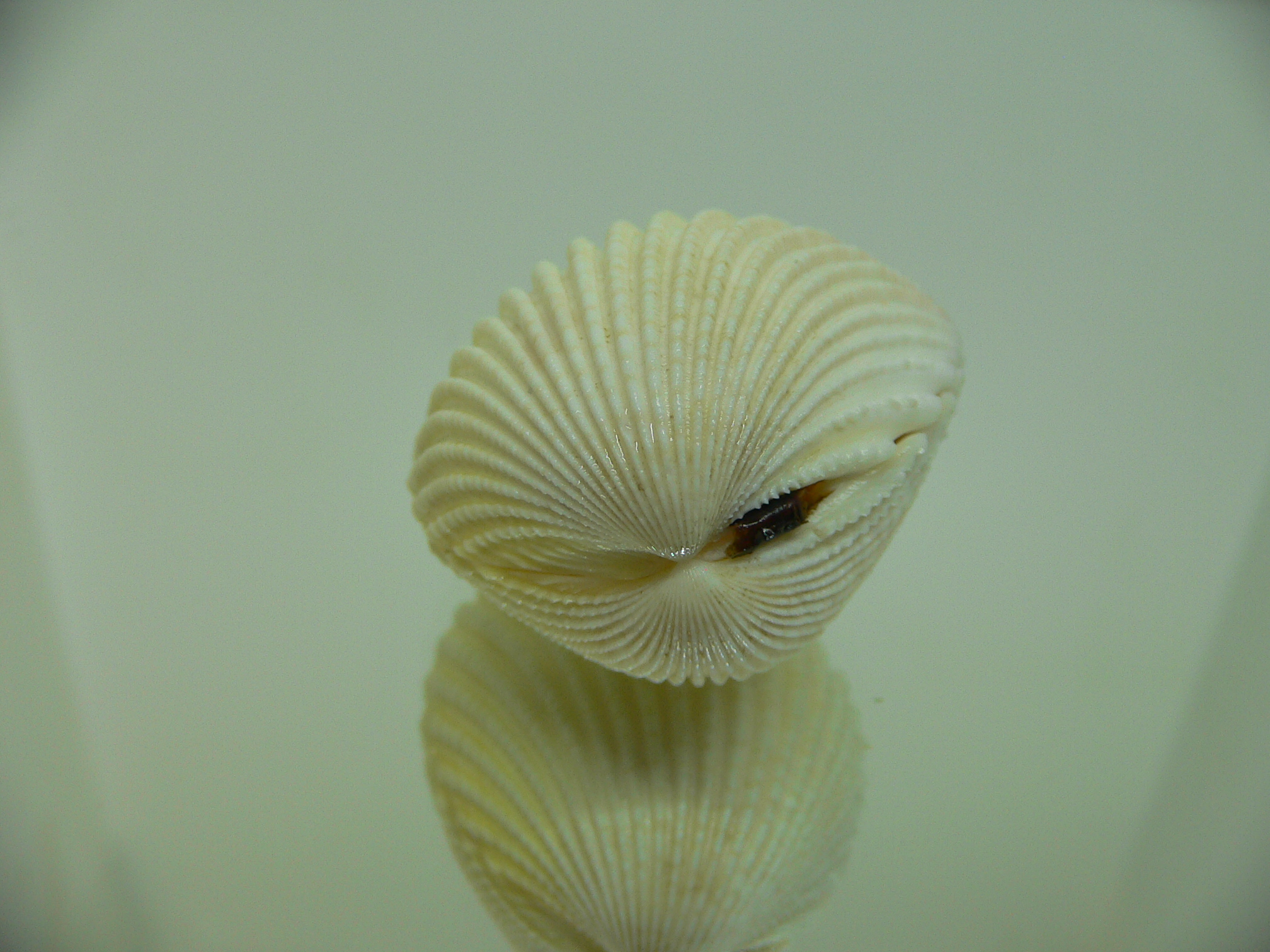 Vasticardium subrugosum