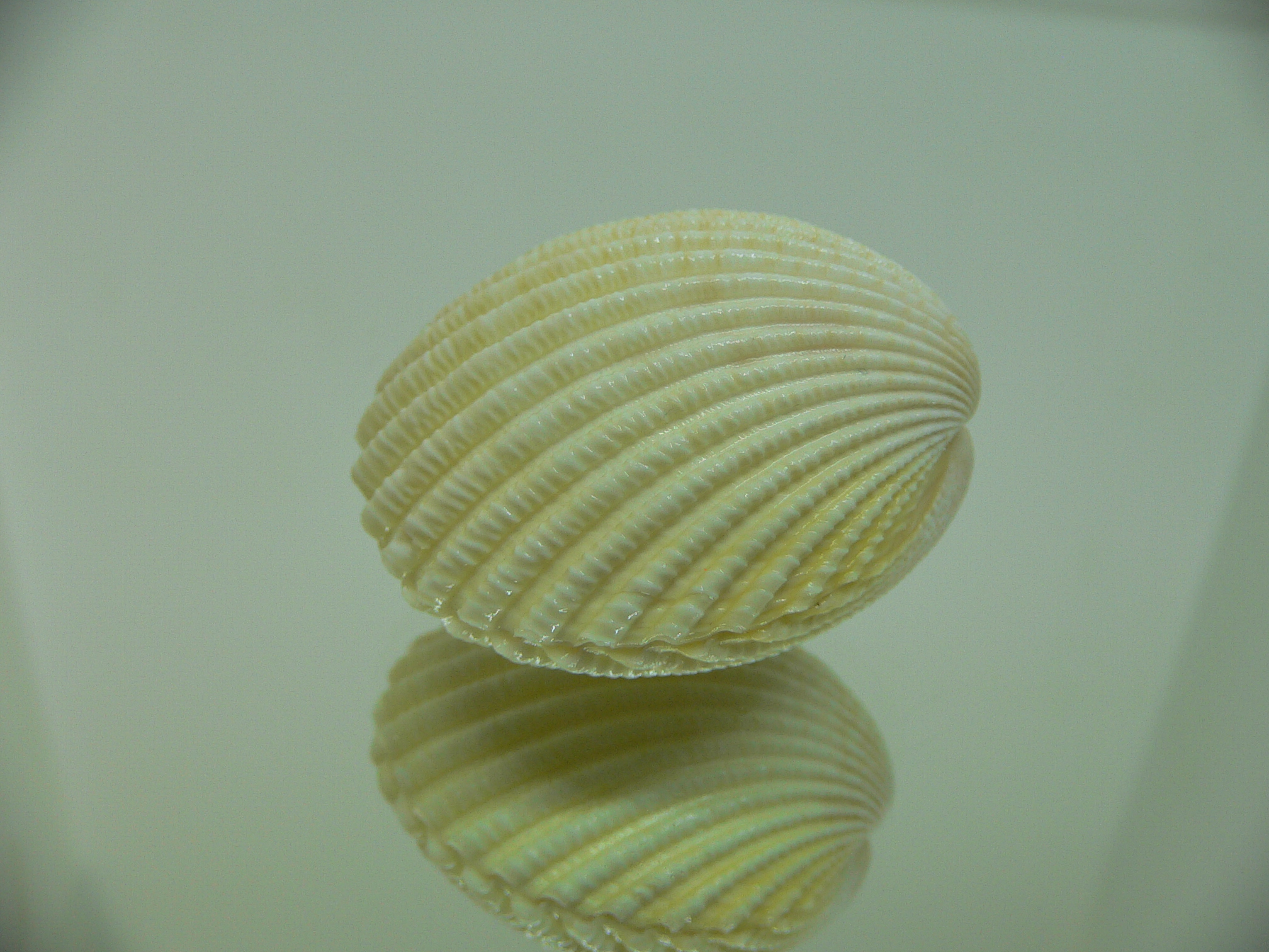 Vasticardium subrugosum