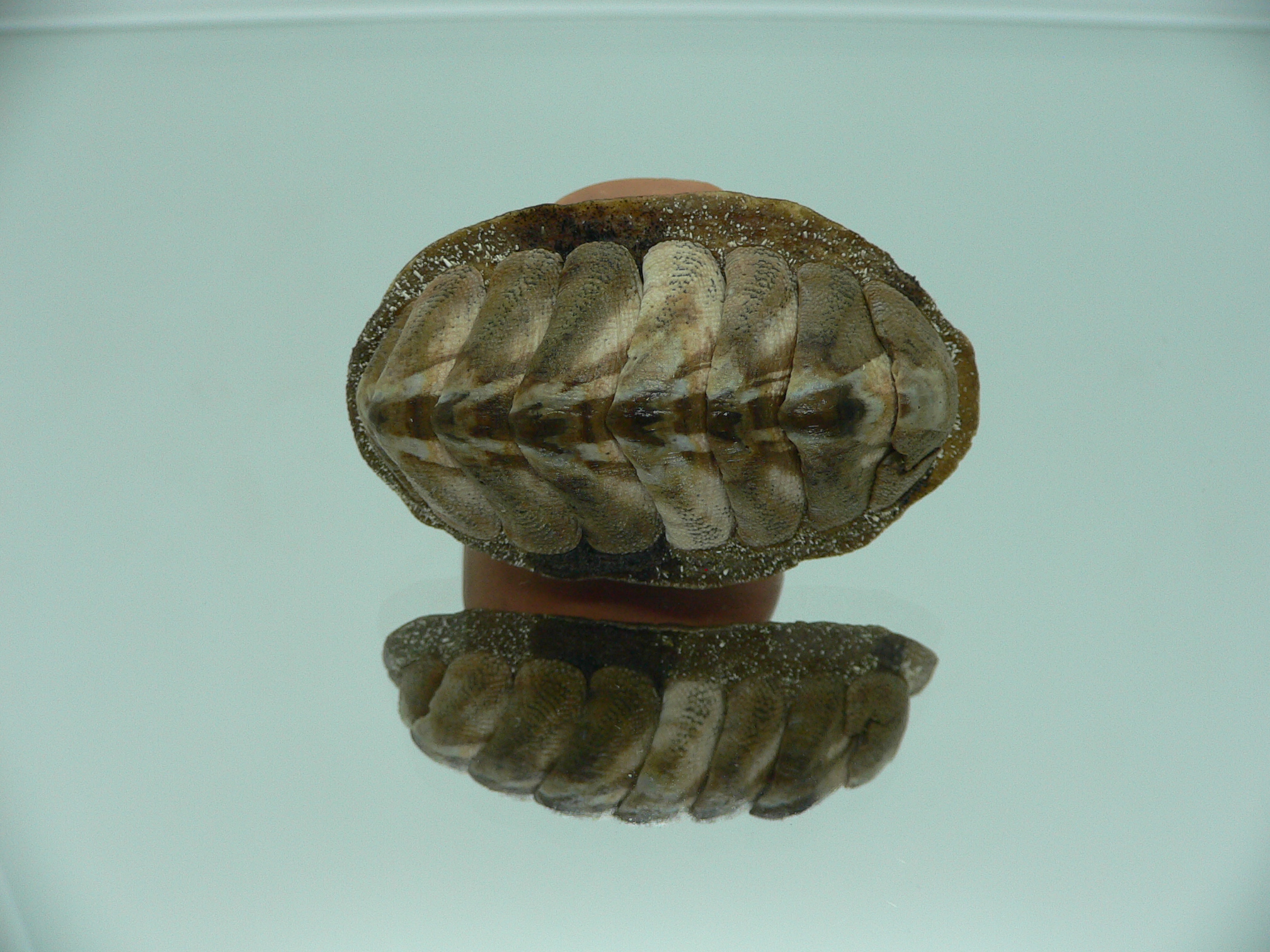 Chiton SP. SUPER MONSTER