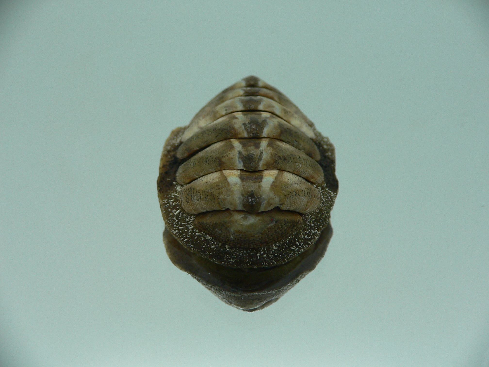 Chiton SP. SUPER MONSTER