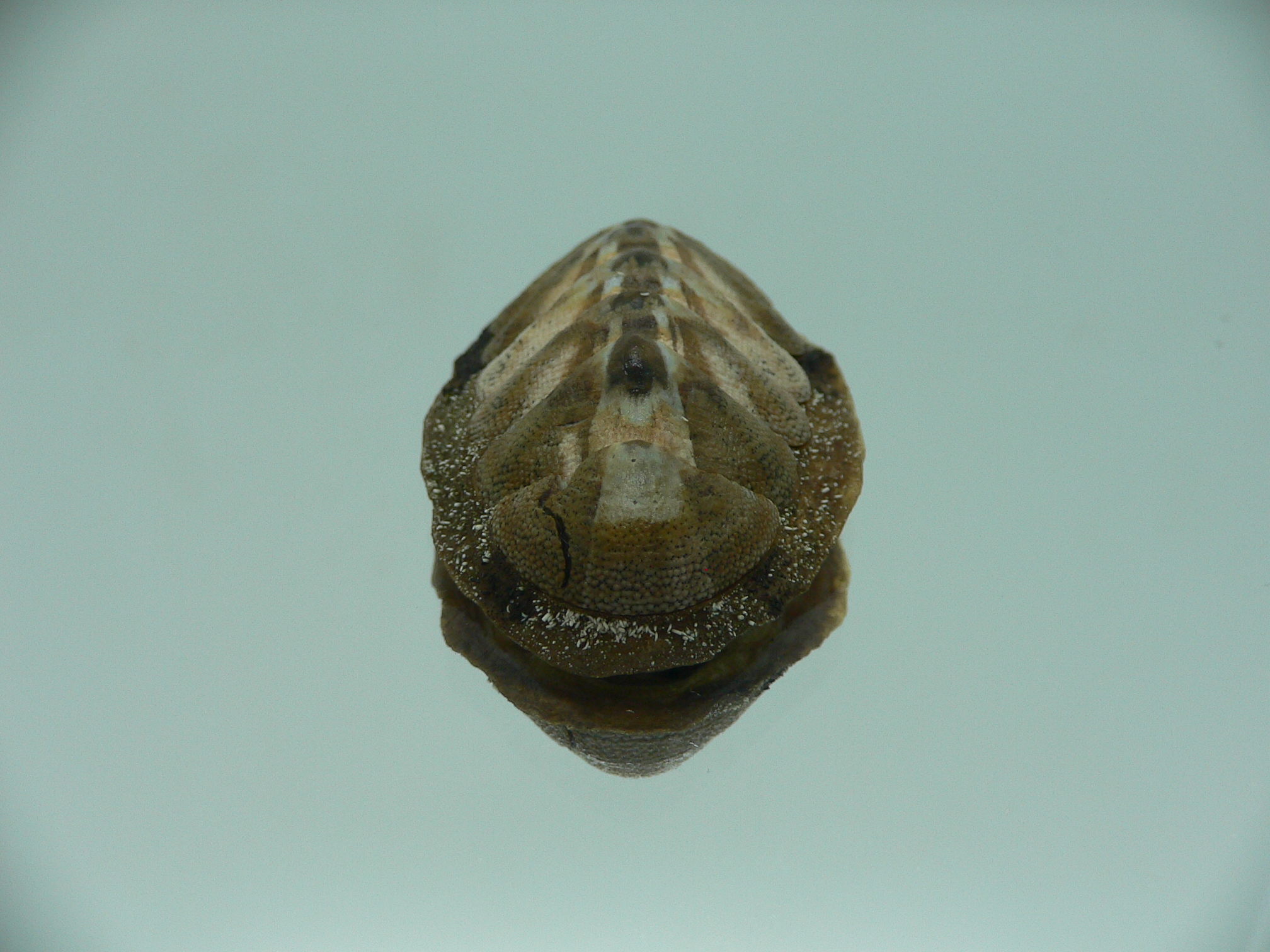 Chiton SP. SUPER MONSTER