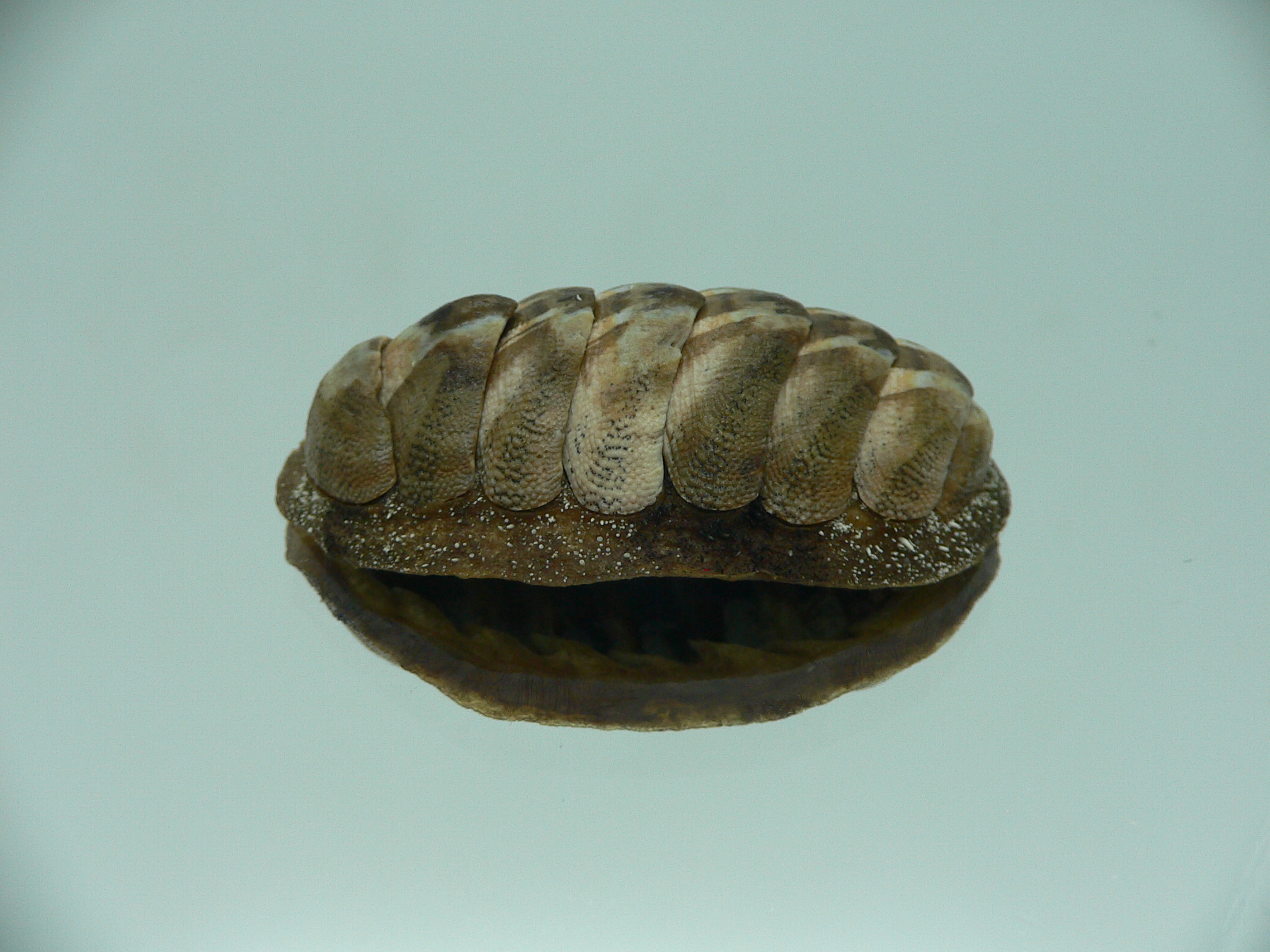 Chiton SP. SUPER MONSTER