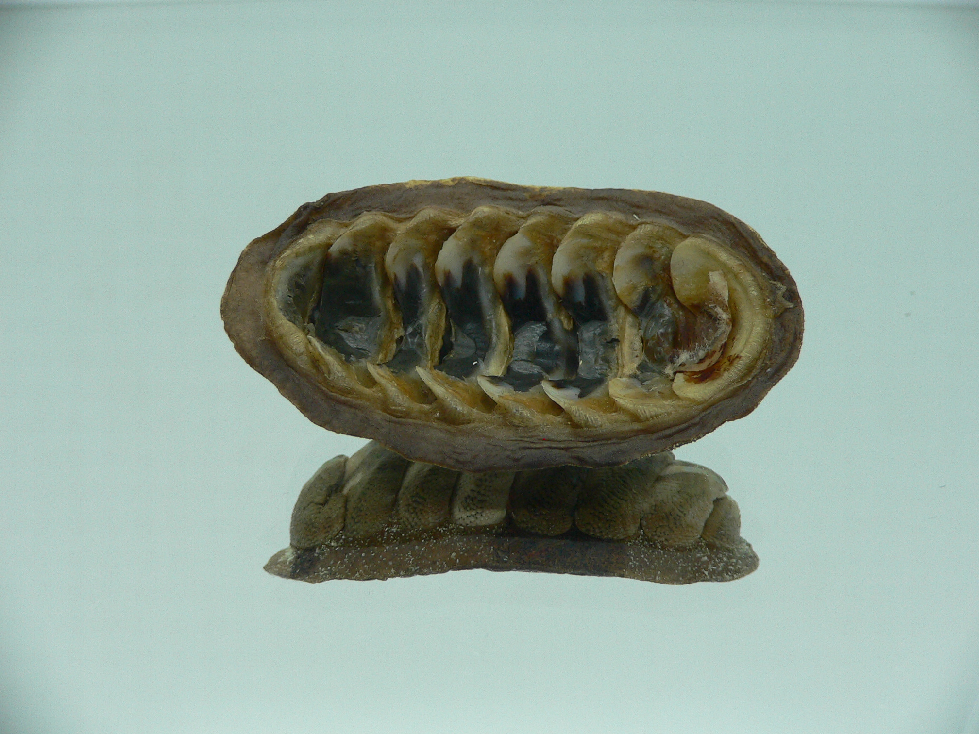 Chiton SP. SUPER MONSTER