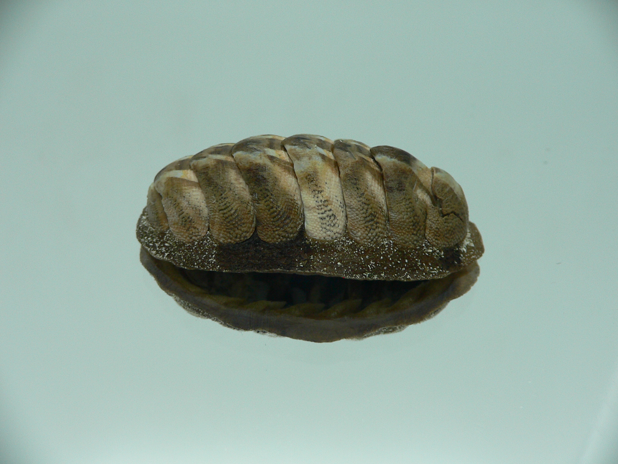 Chiton SP. SUPER MONSTER