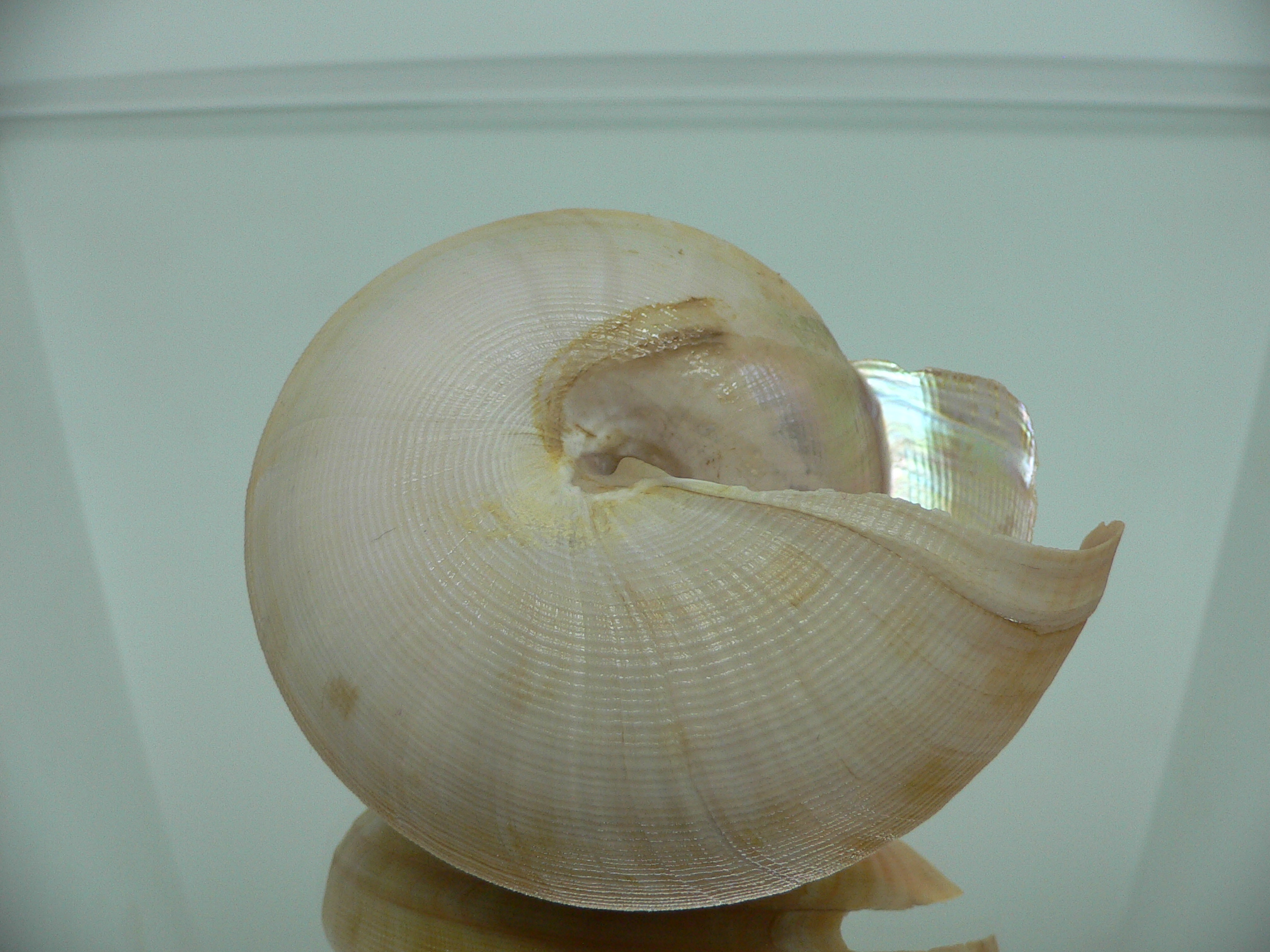 Bayerotrochus westralis