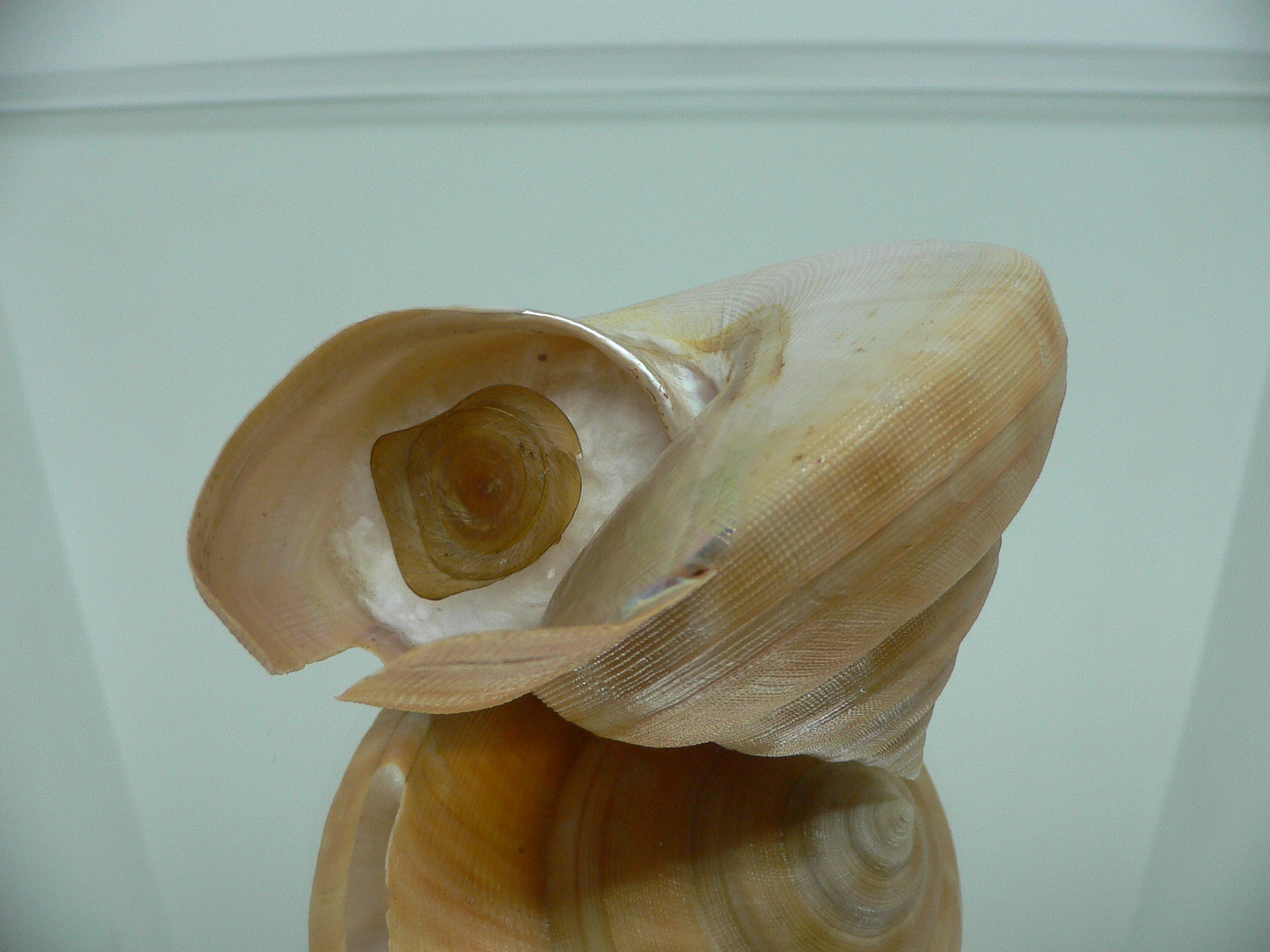 Bayerotrochus westralis