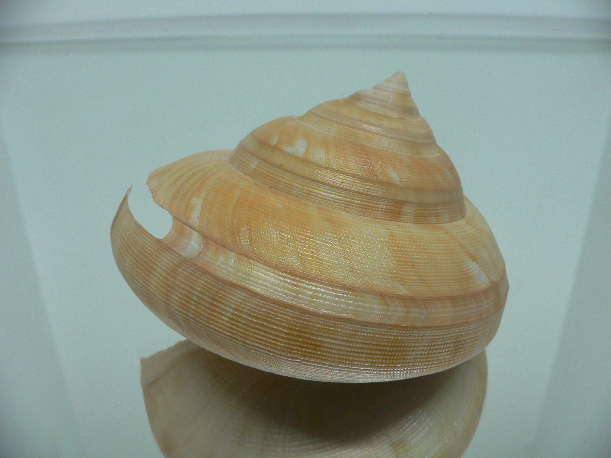 Bayerotrochus westralis