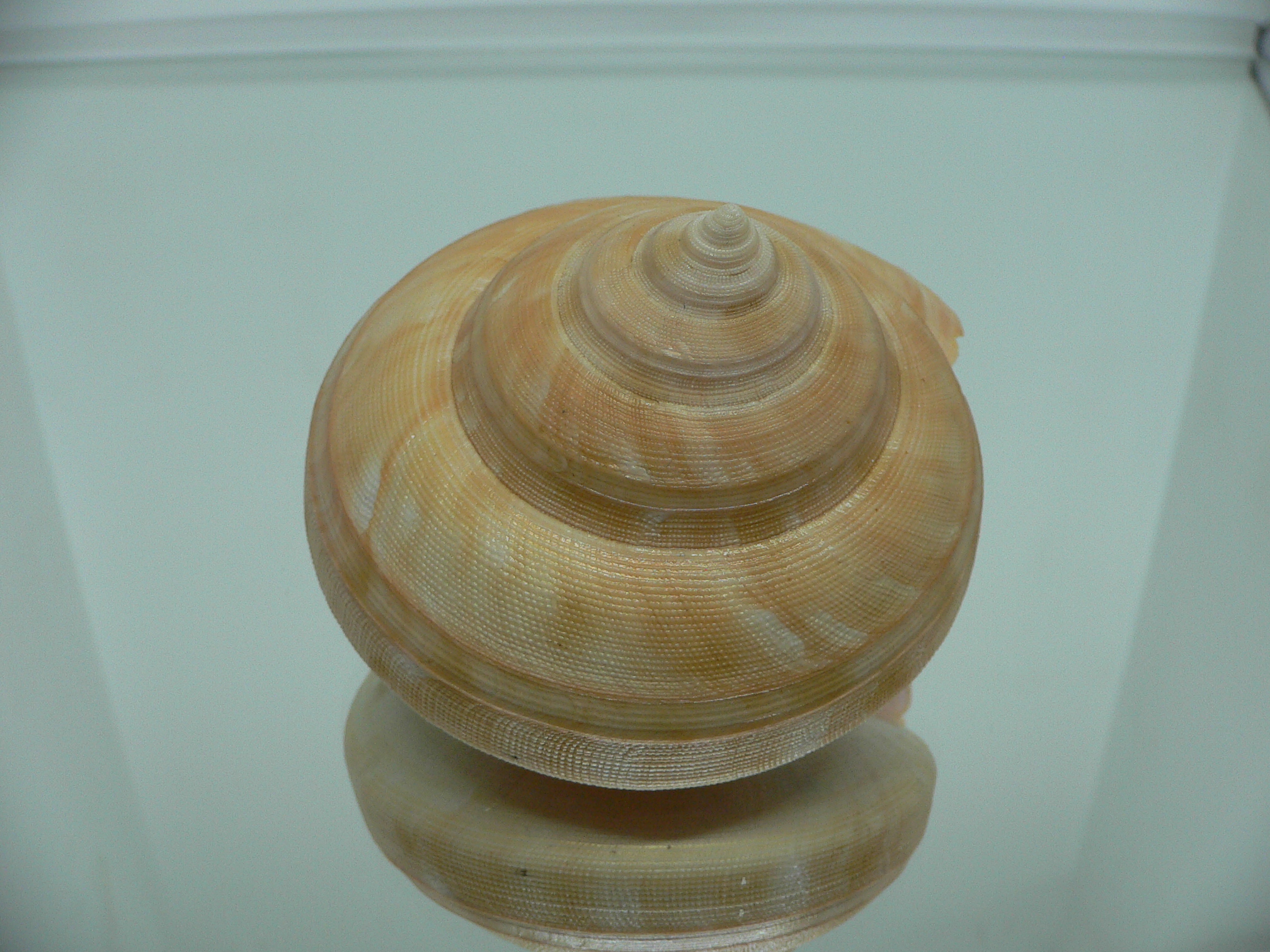 Bayerotrochus westralis