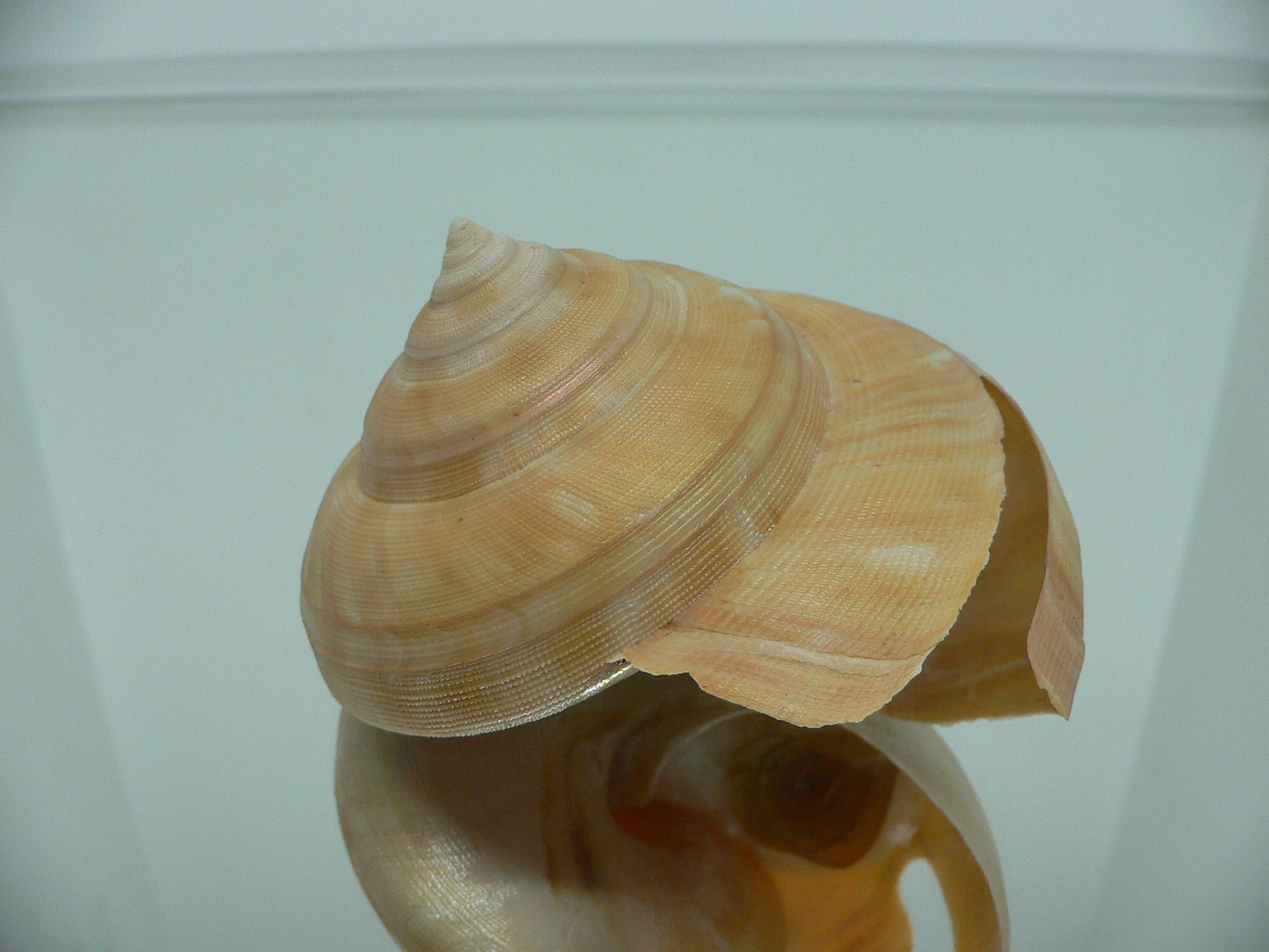 Bayerotrochus westralis