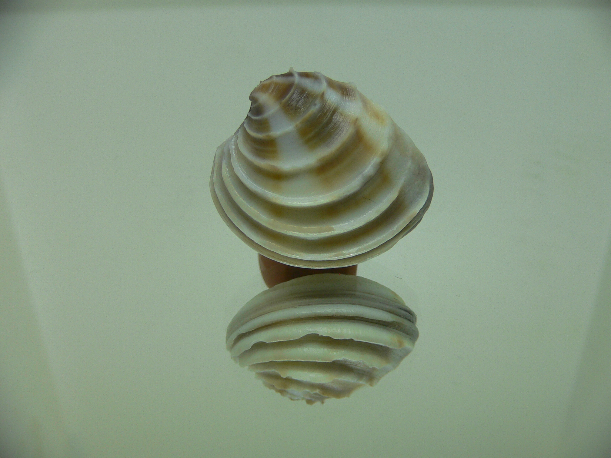 Placamen gravescens COLOR