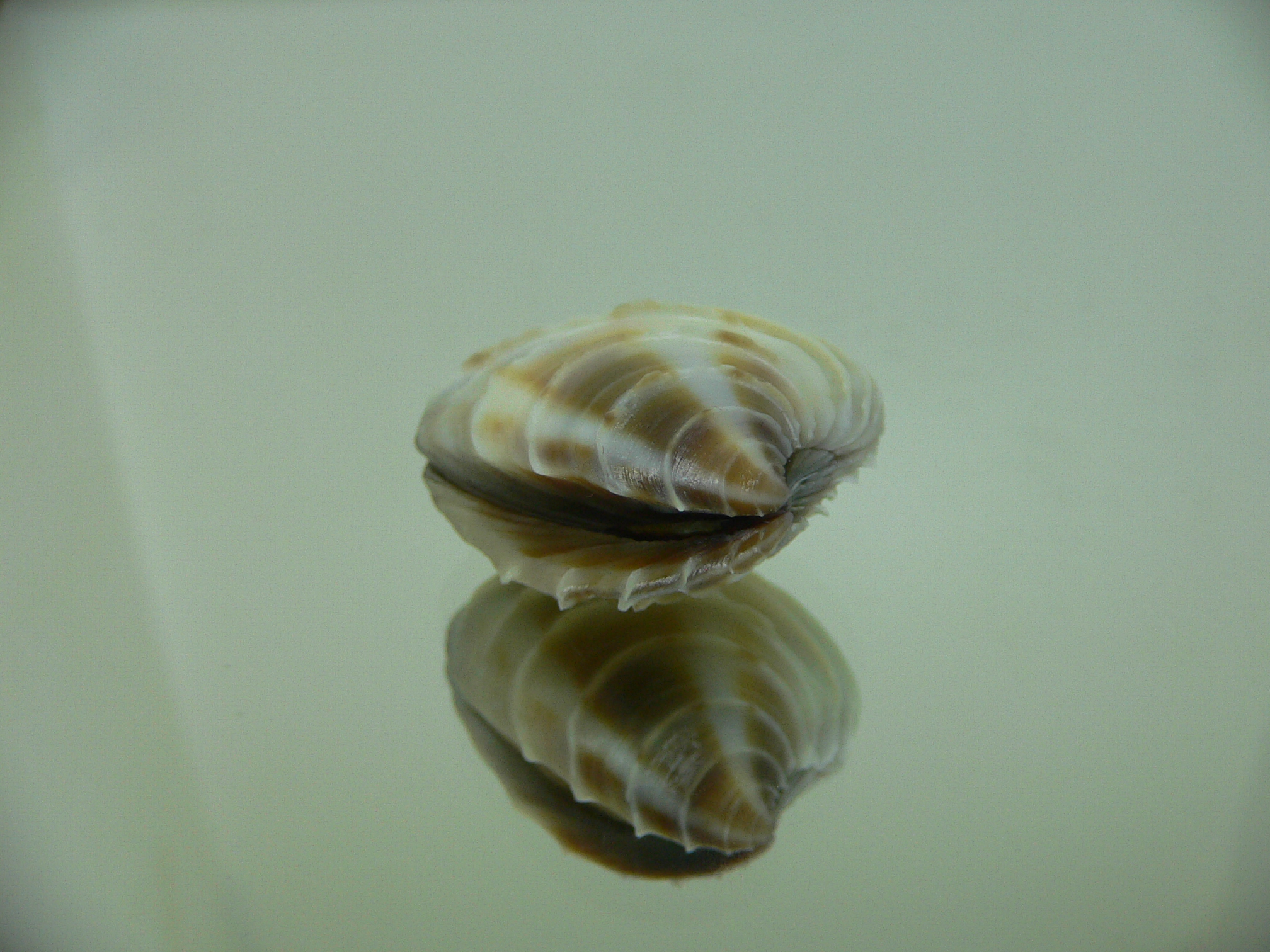 Placamen gravescens COLOR