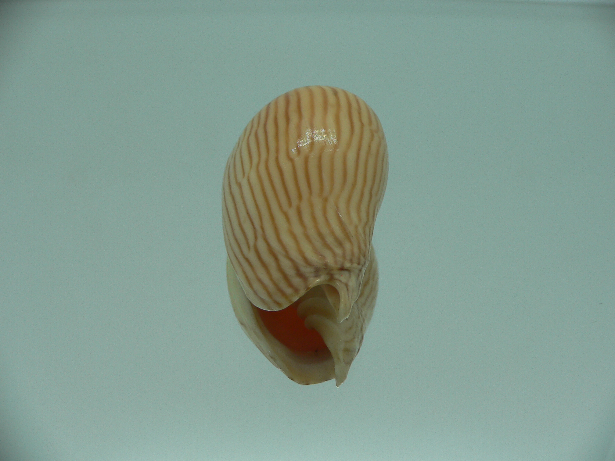 Amoria zebra lineatina (var.) VERY BIG