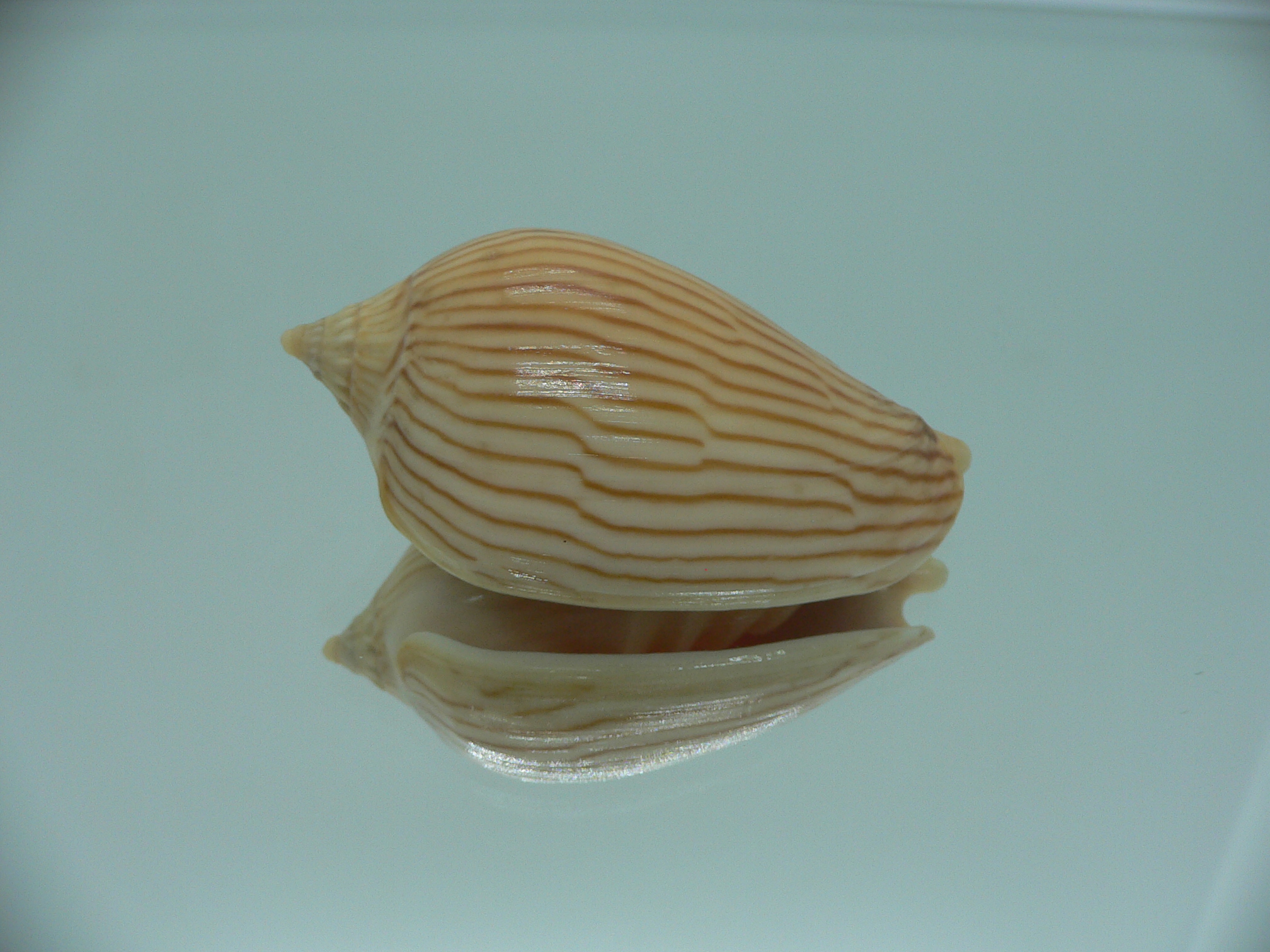 Amoria zebra lineatina (var.) VERY BIG