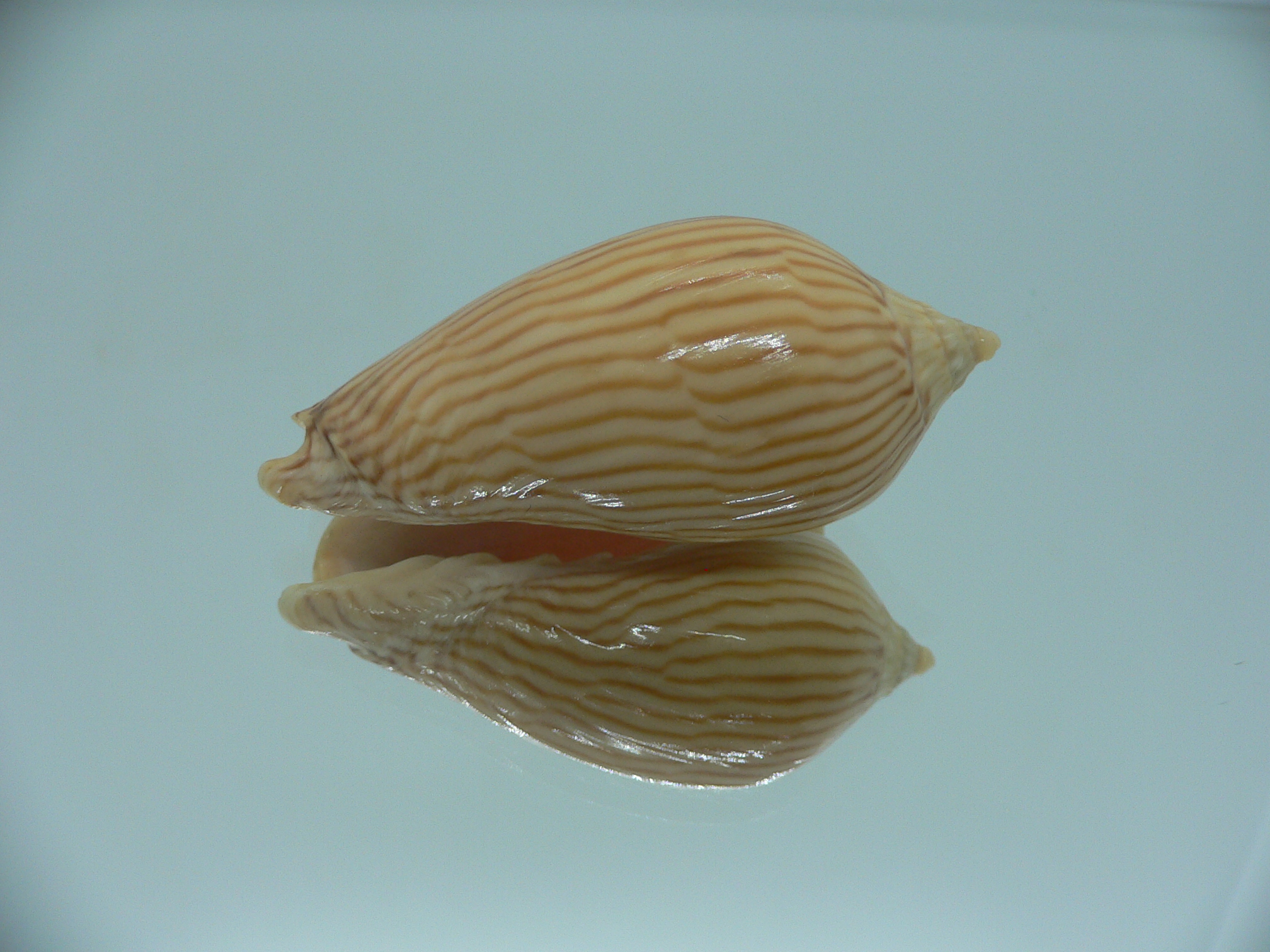 Amoria zebra lineatina (var.) VERY BIG