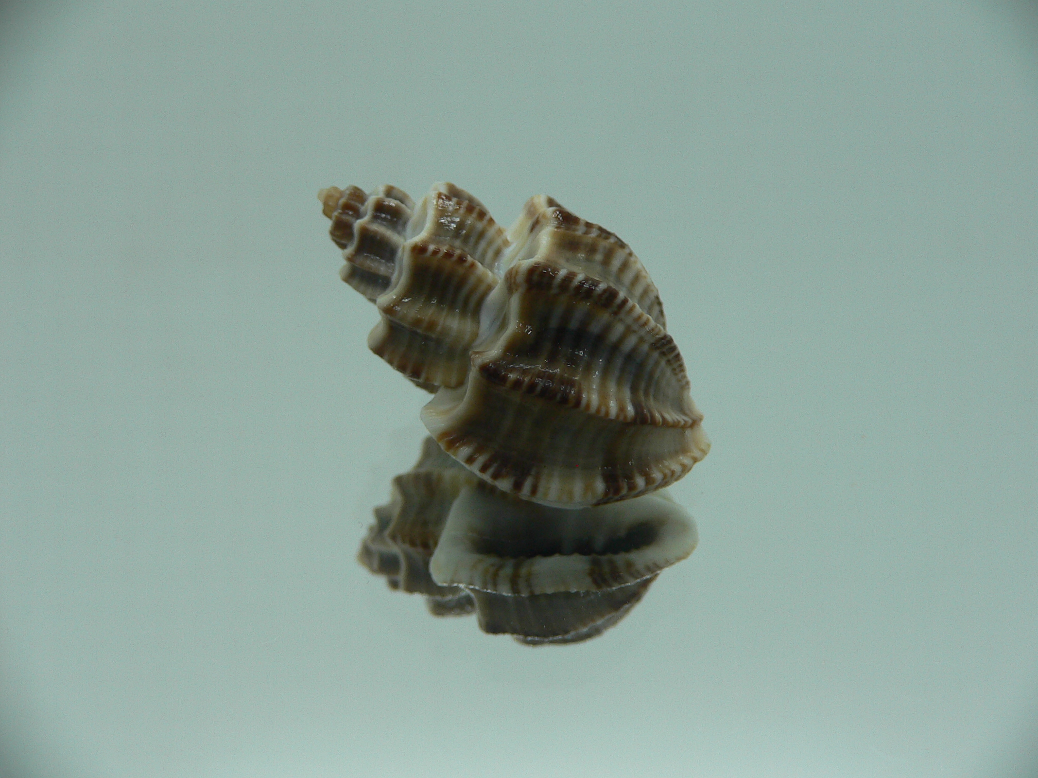Scalptia scalarina SUPER & BIG