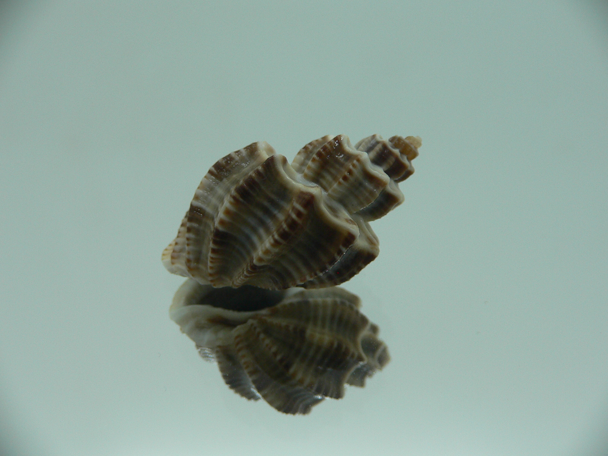Scalptia scalarina SUPER & BIG