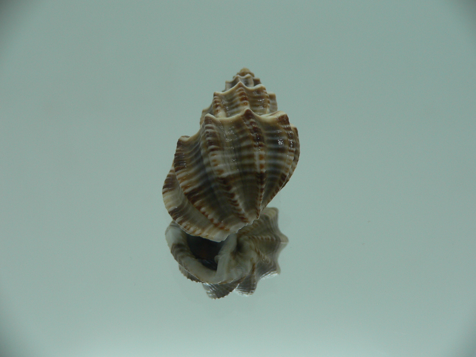 Scalptia scalarina SUPER & BIG