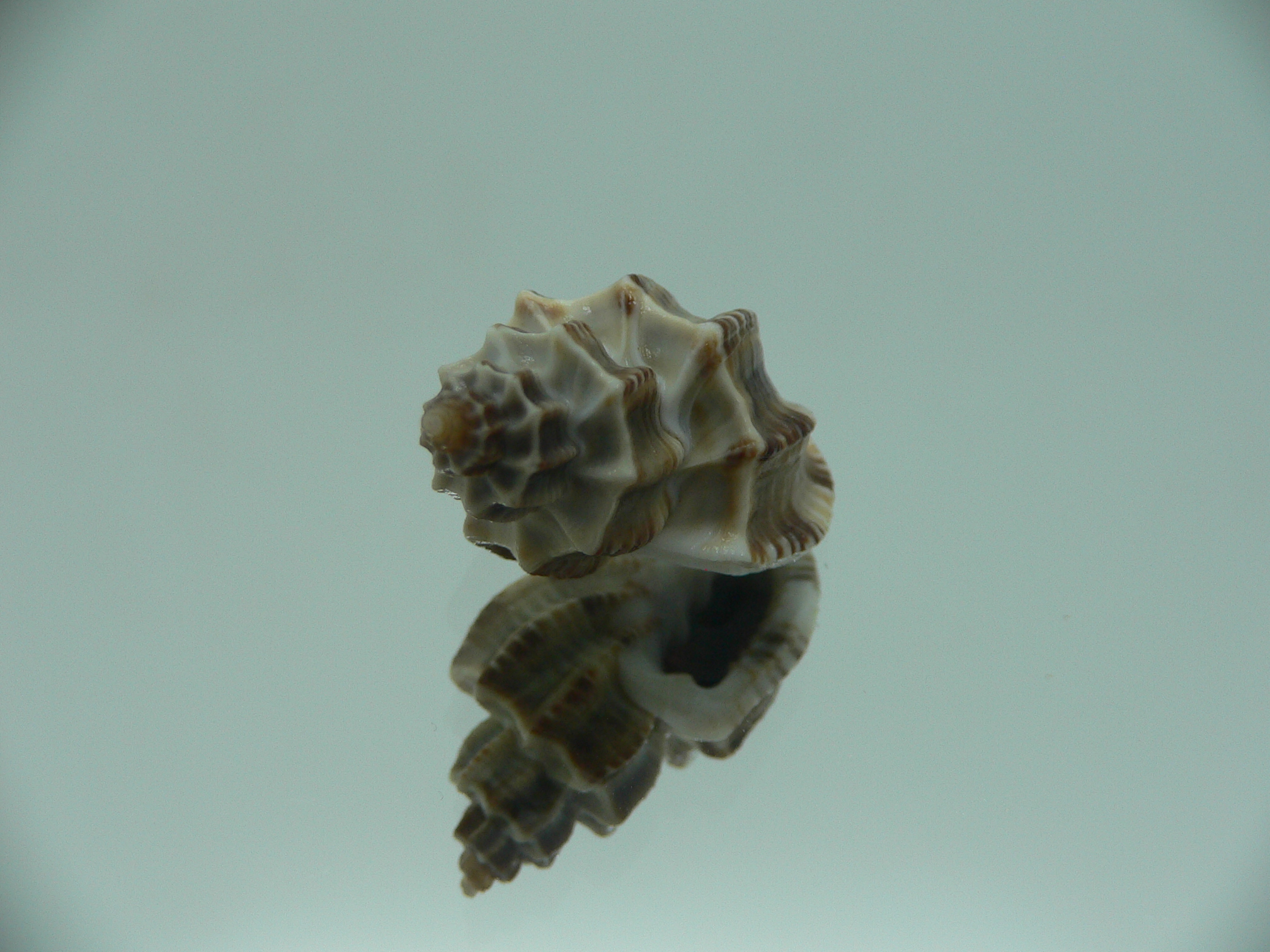 Scalptia scalarina SUPER & BIG