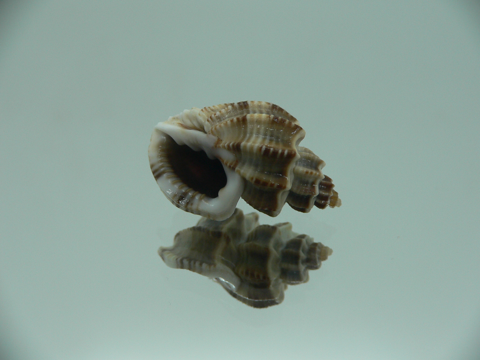 Scalptia scalarina SUPER & BIG
