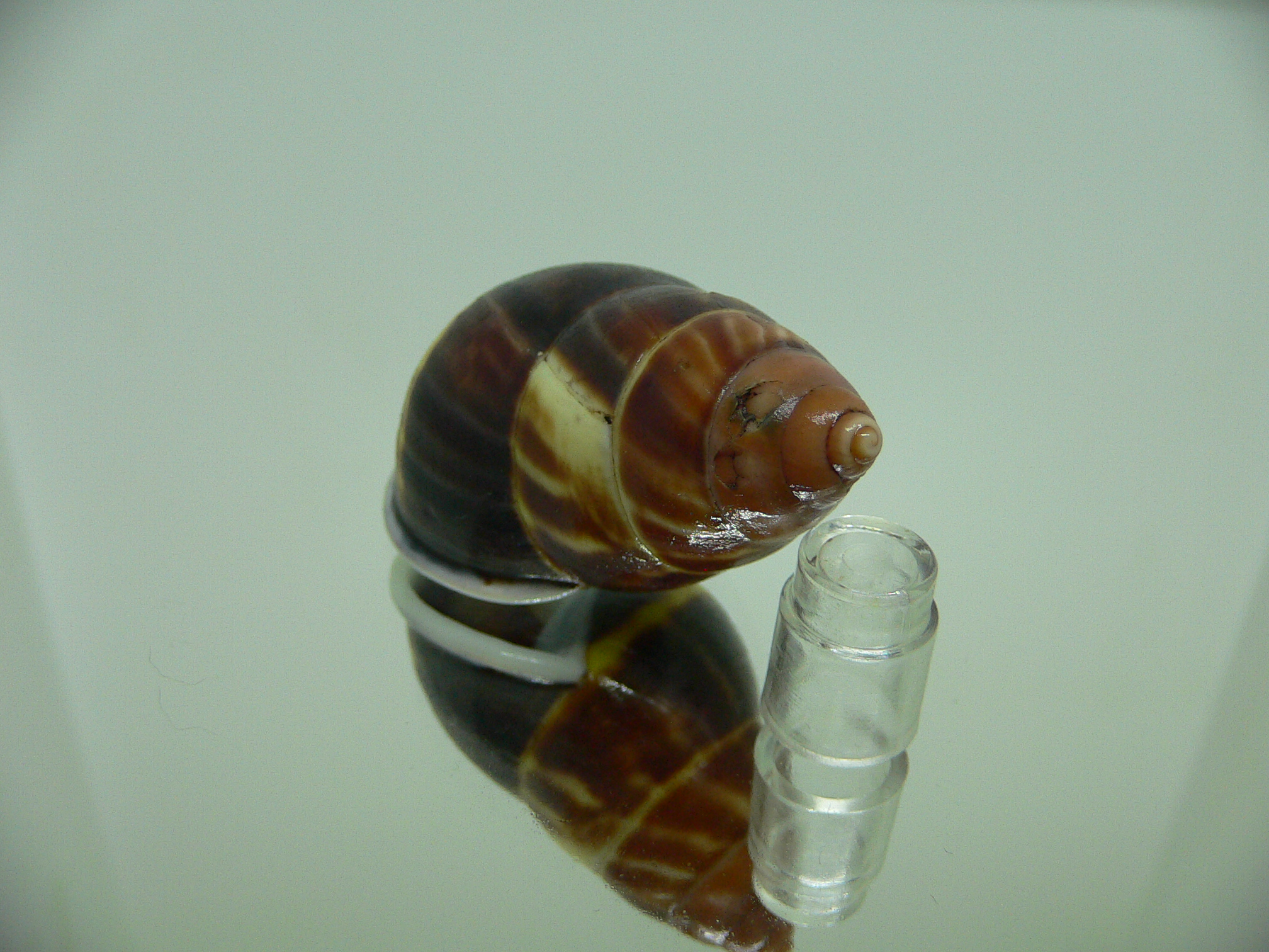 Amphidromus perversus melanoma DARK & MOTLEY