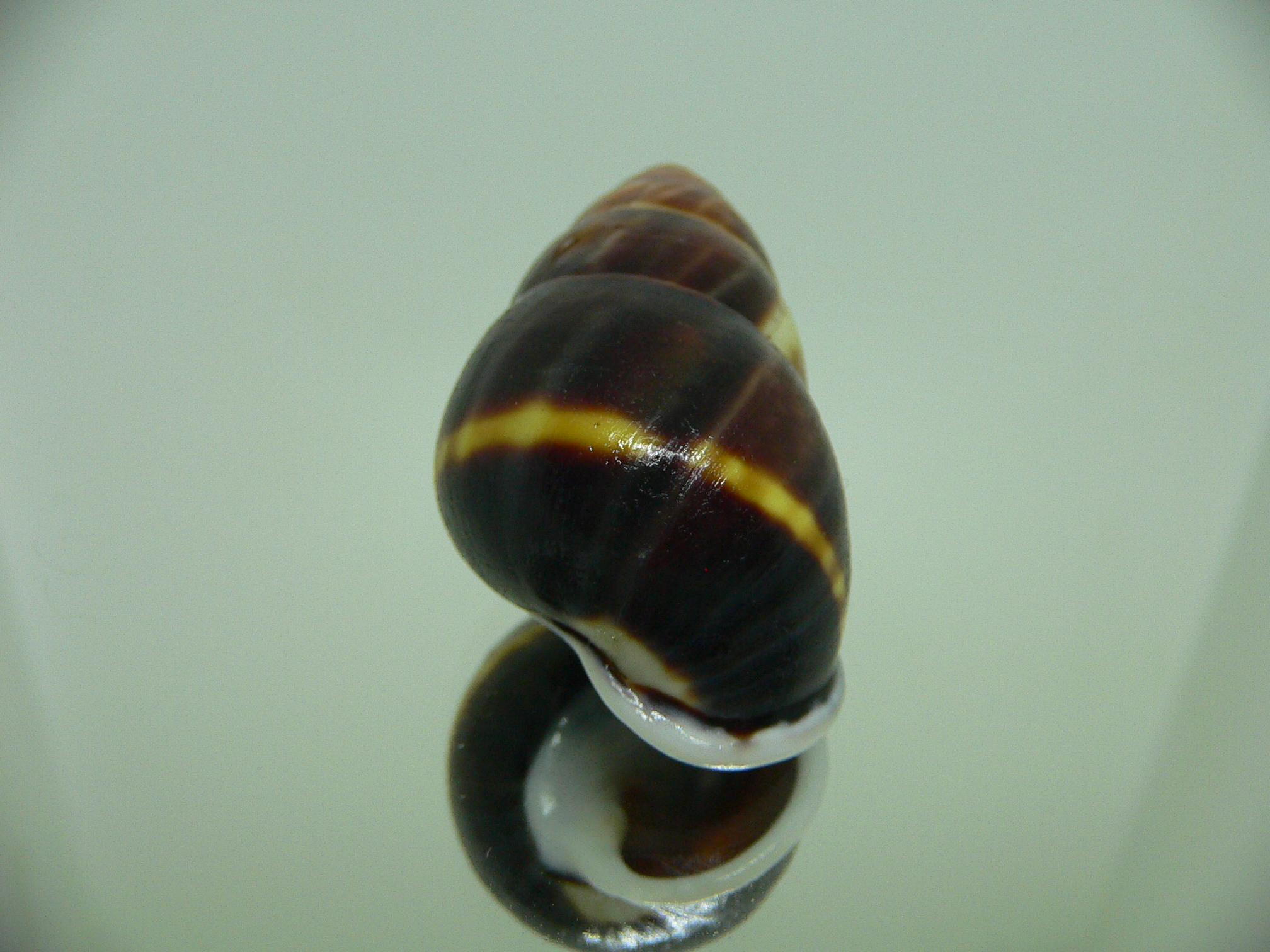 Amphidromus perversus melanoma DARK & MOTLEY