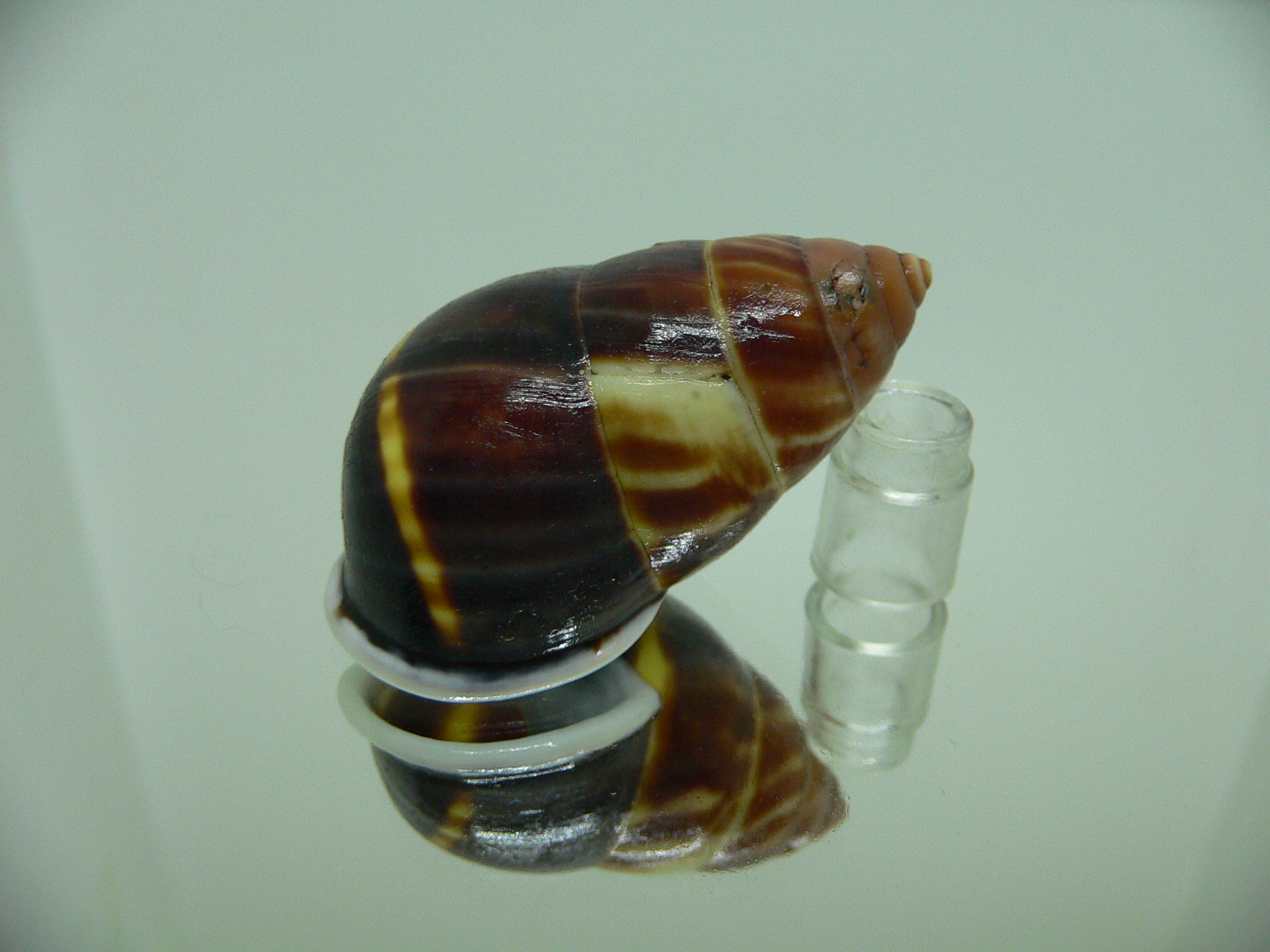 Amphidromus perversus melanoma DARK & MOTLEY