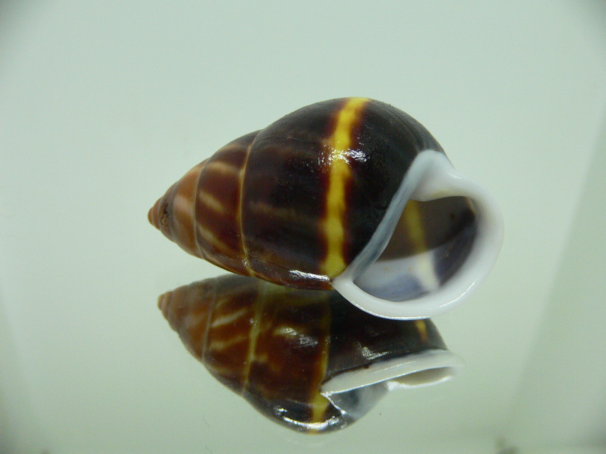 Amphidromus perversus melanoma DARK & MOTLEY