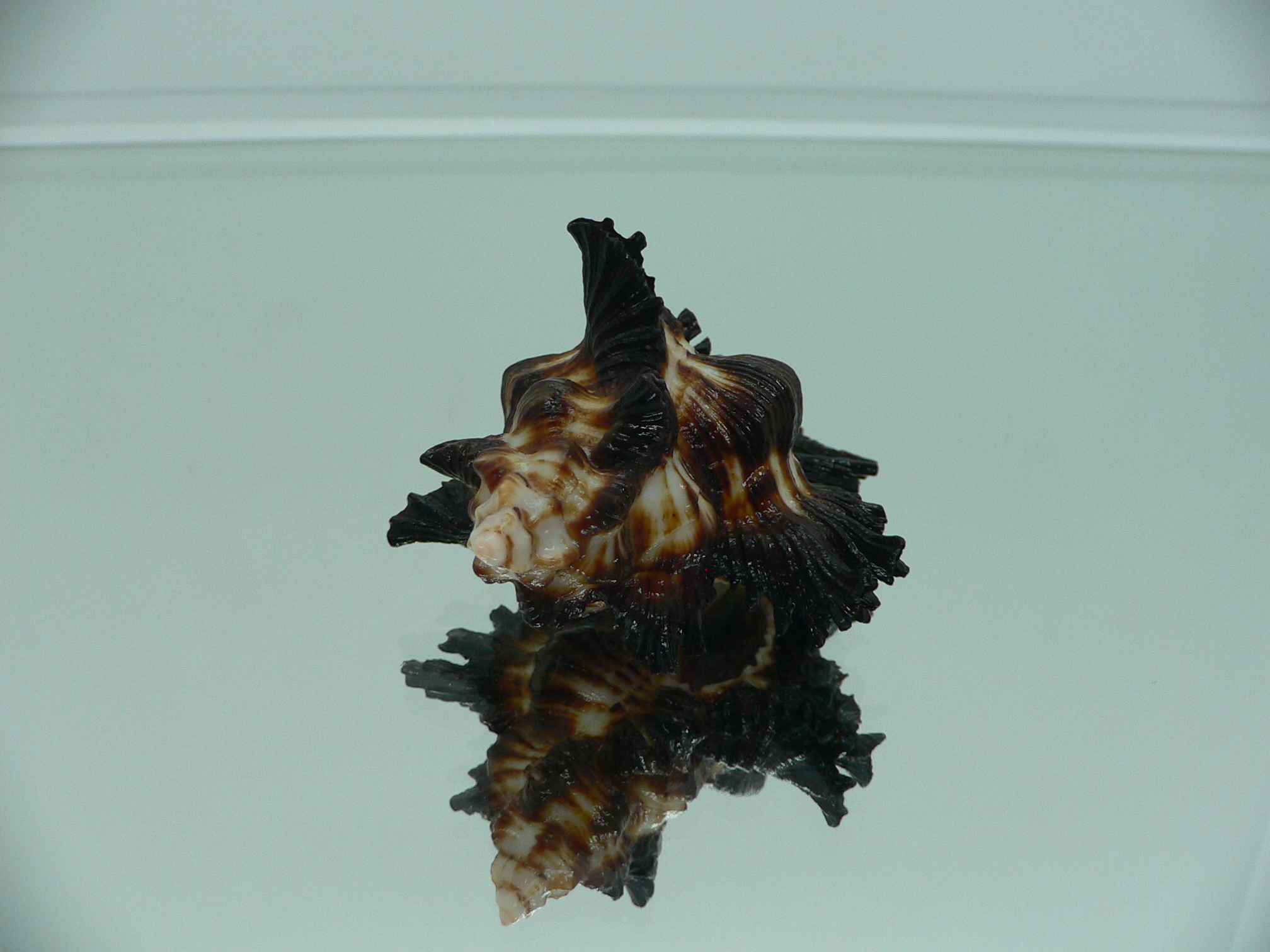 Chicoreus brunneus GOOD SIZE