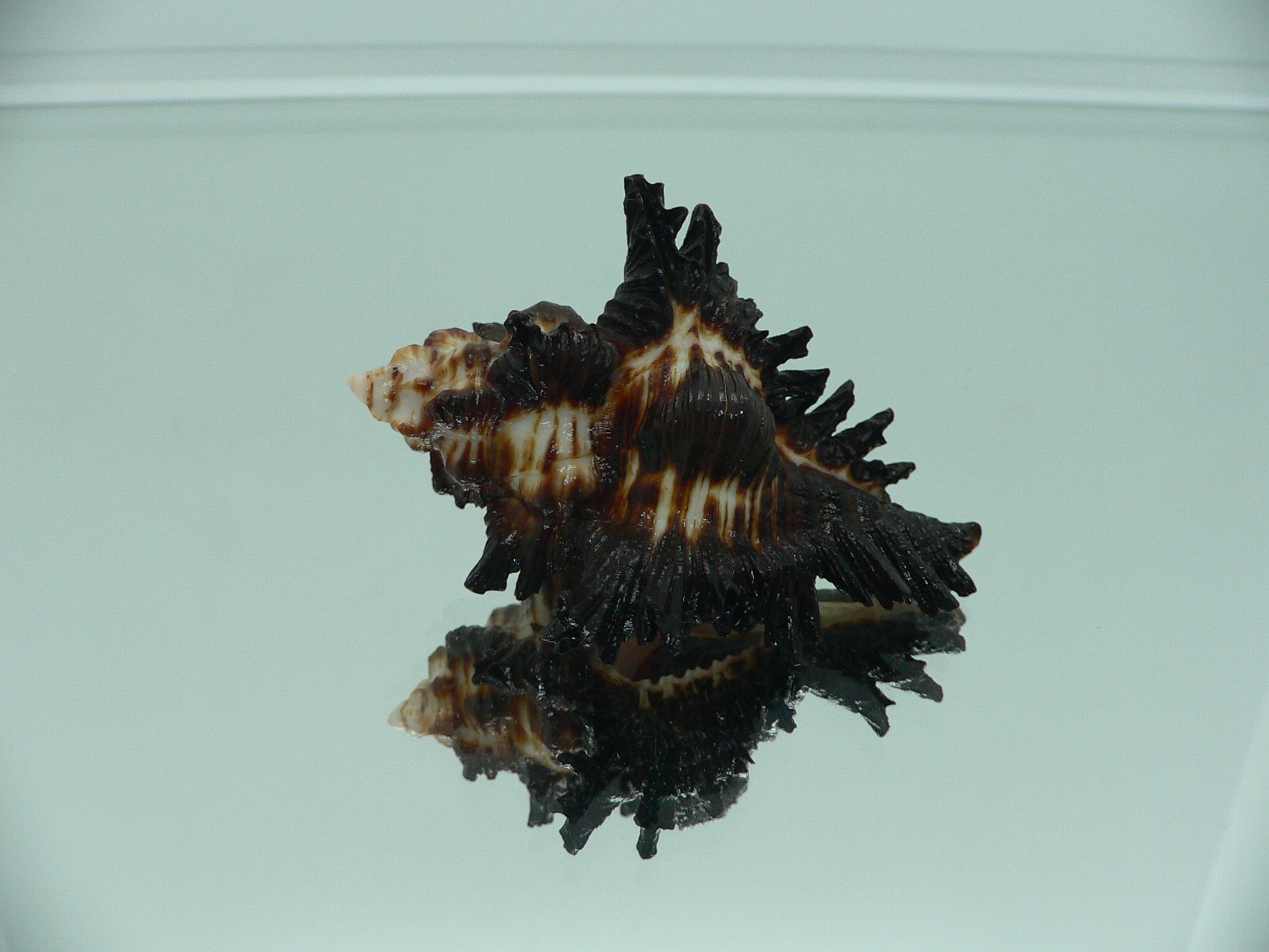 Chicoreus brunneus GOOD SIZE