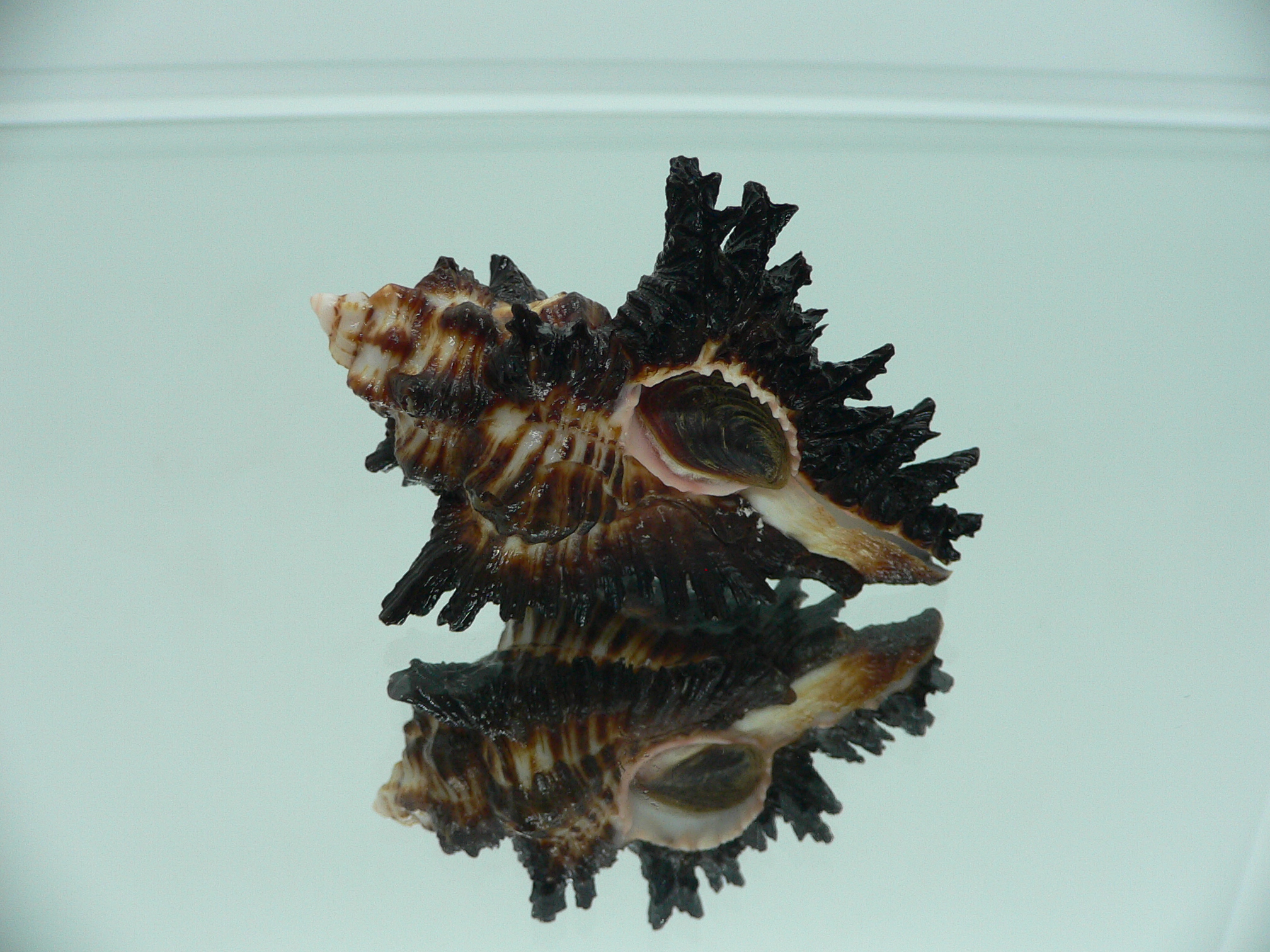 Chicoreus brunneus GOOD SIZE