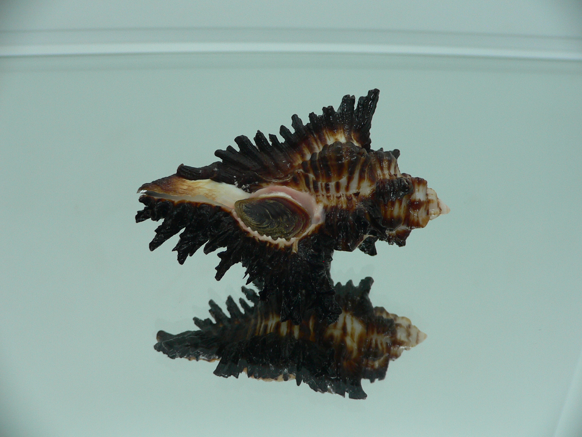 Chicoreus brunneus GOOD SIZE