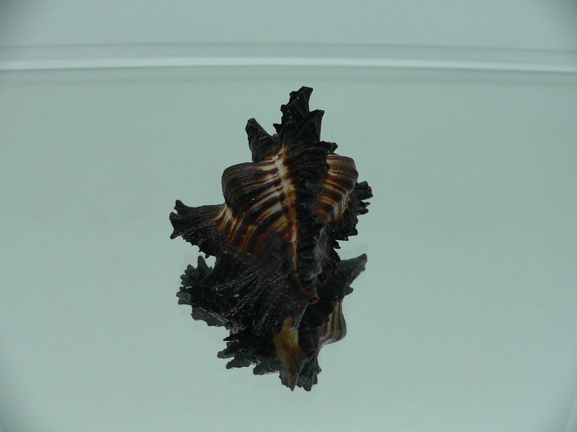 Chicoreus brunneus GOOD SIZE