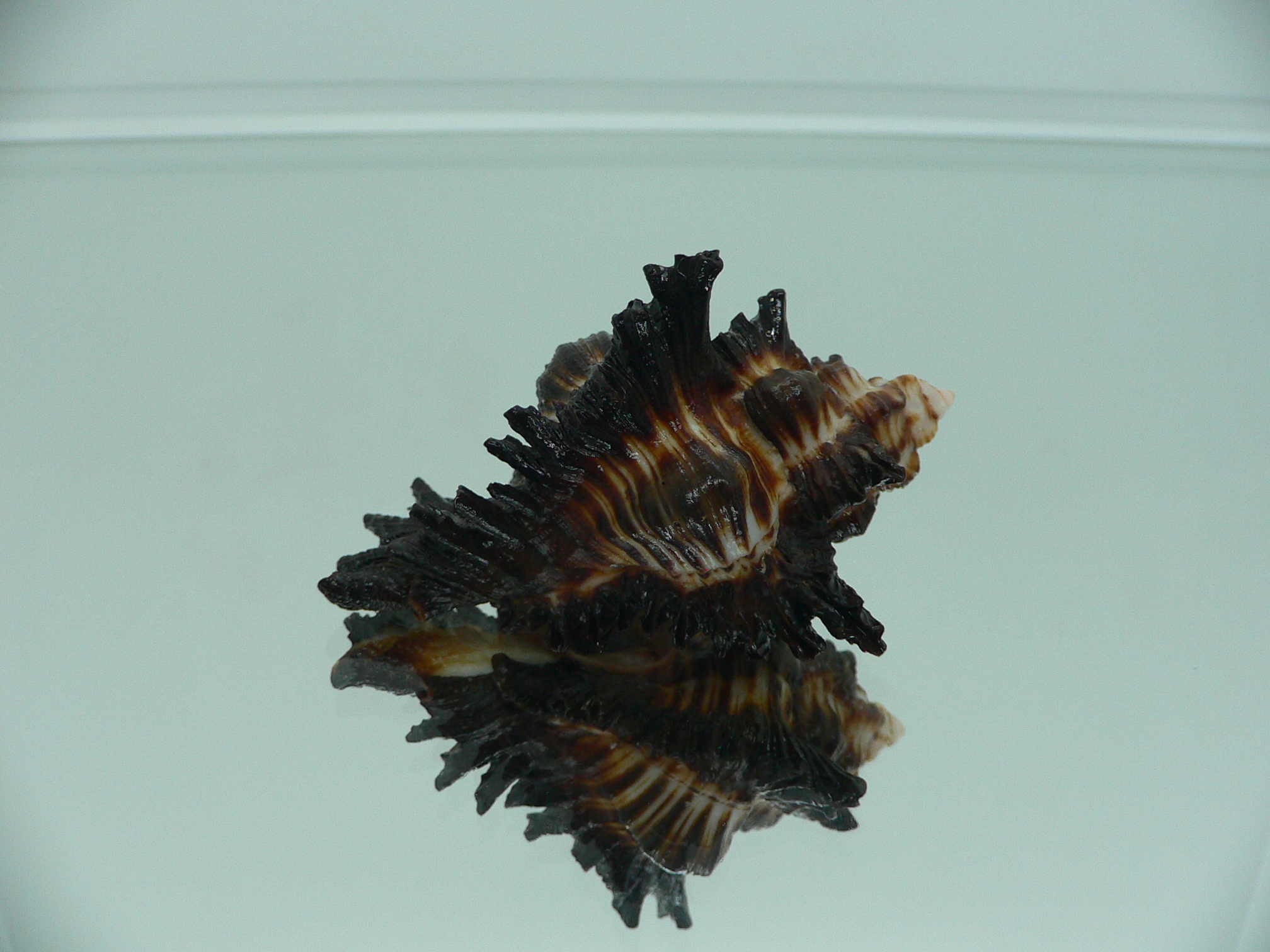 Chicoreus brunneus GOOD SIZE