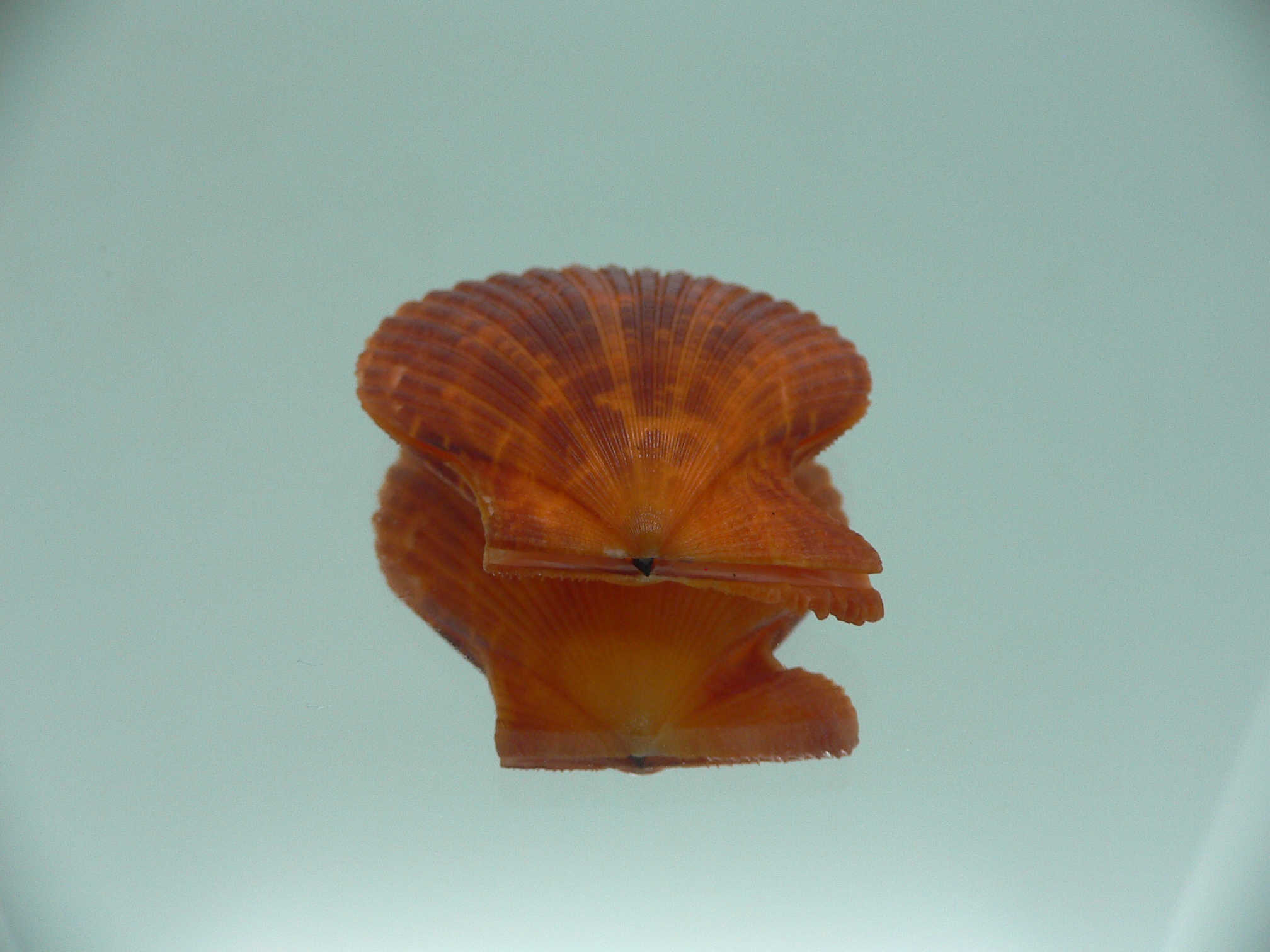 Mimachlamys crassicostata SUPER RED