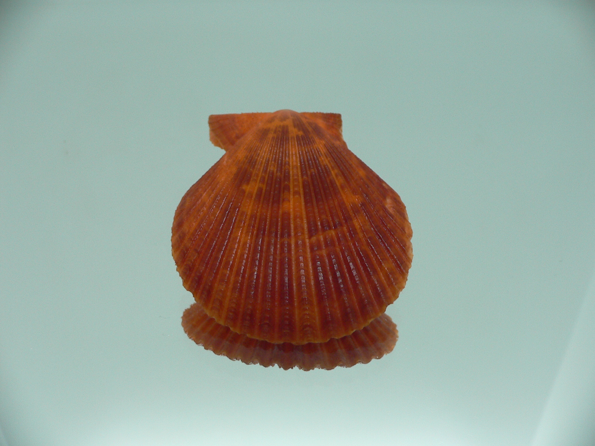 Mimachlamys crassicostata SUPER RED