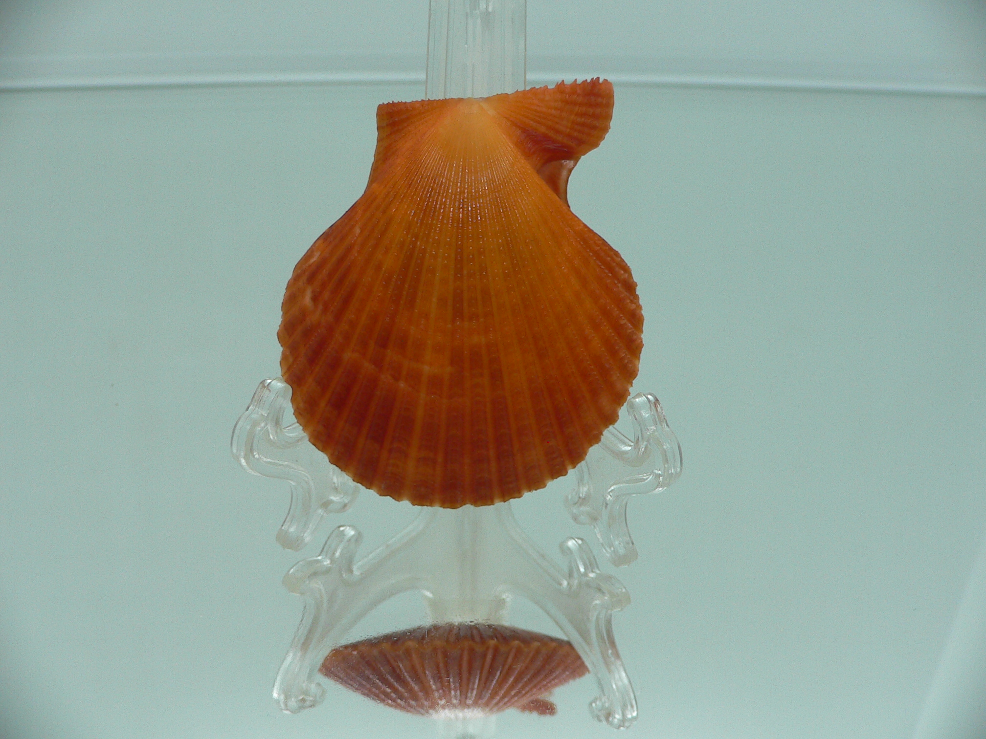 Mimachlamys crassicostata SUPER RED