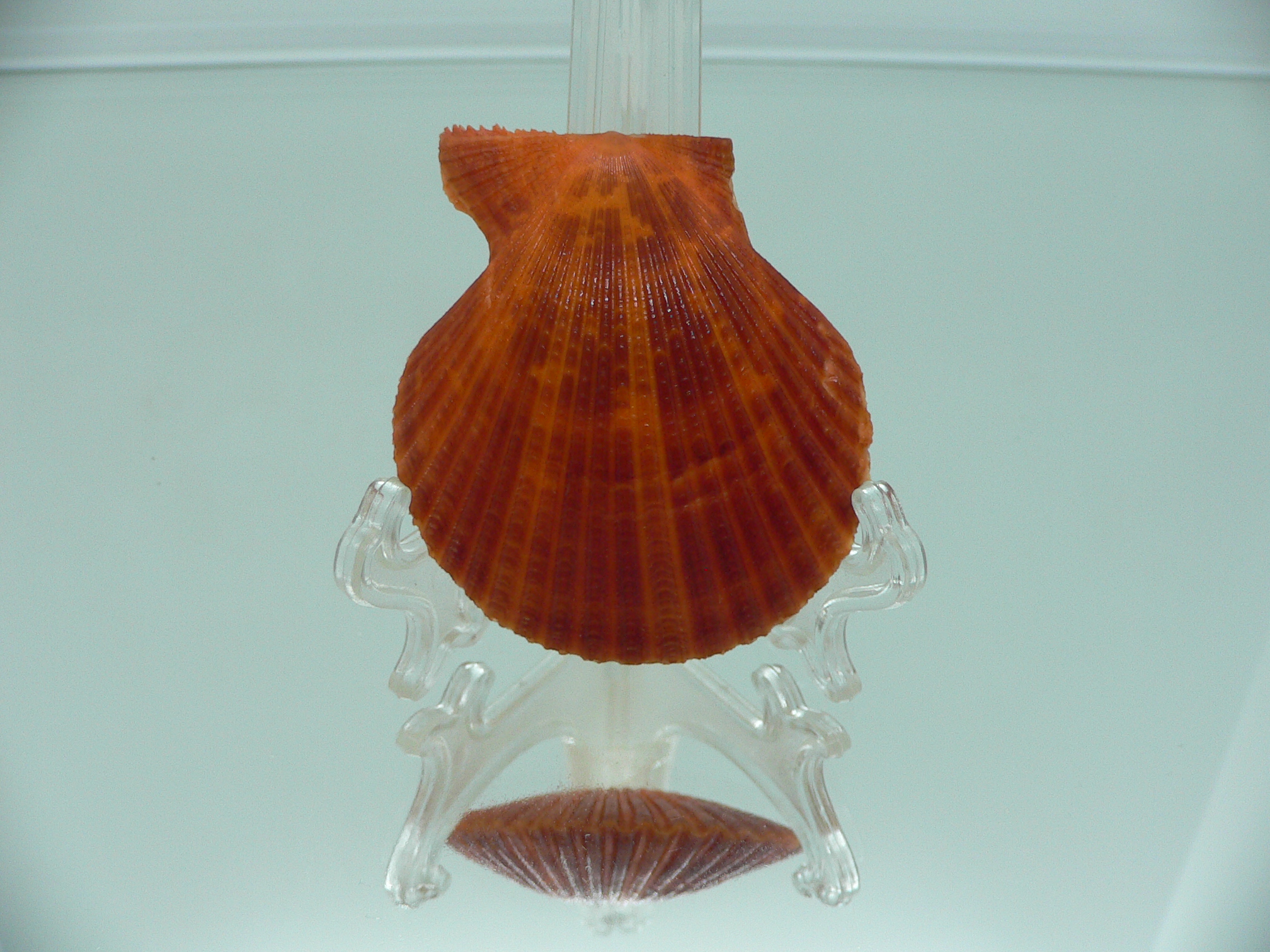 Mimachlamys crassicostata SUPER RED