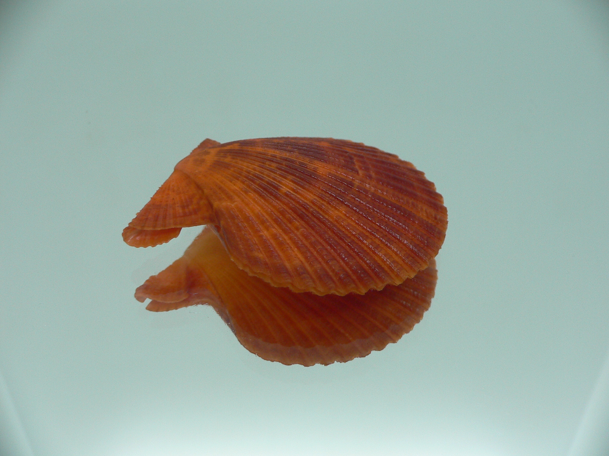 Mimachlamys crassicostata SUPER RED