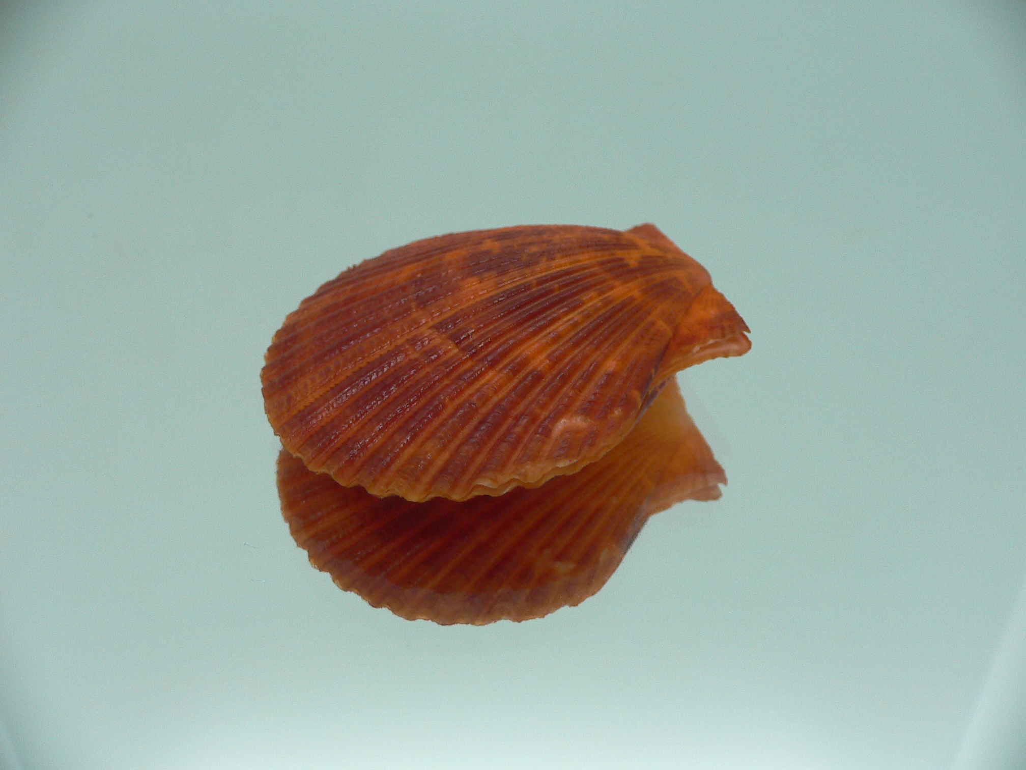 Mimachlamys crassicostata SUPER RED