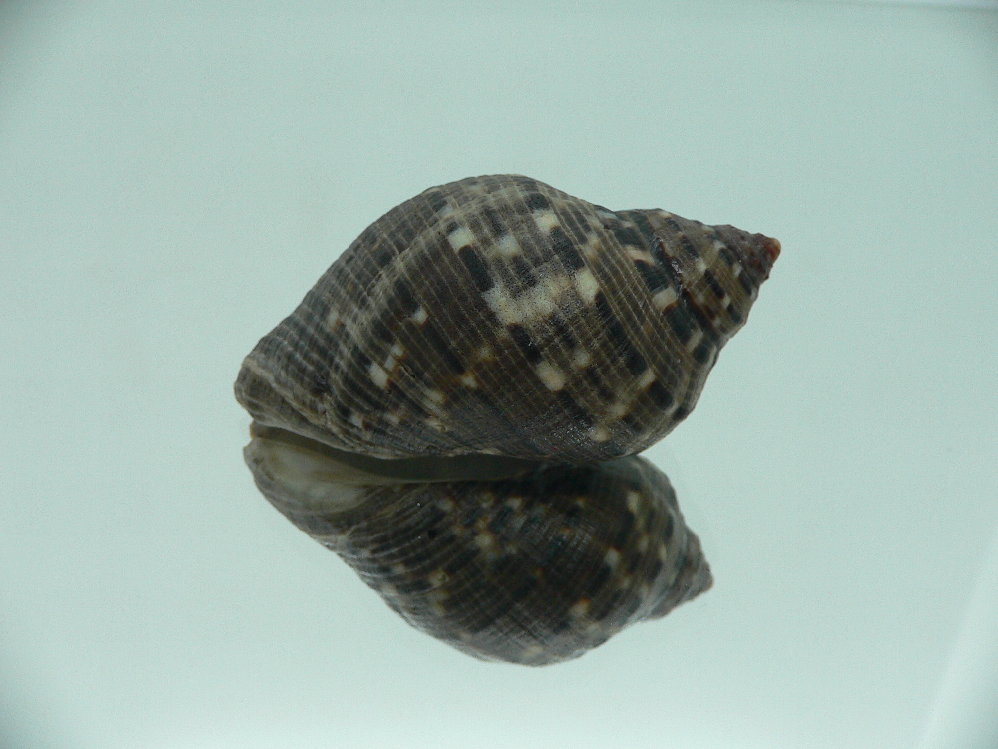 Purpura panama DARK