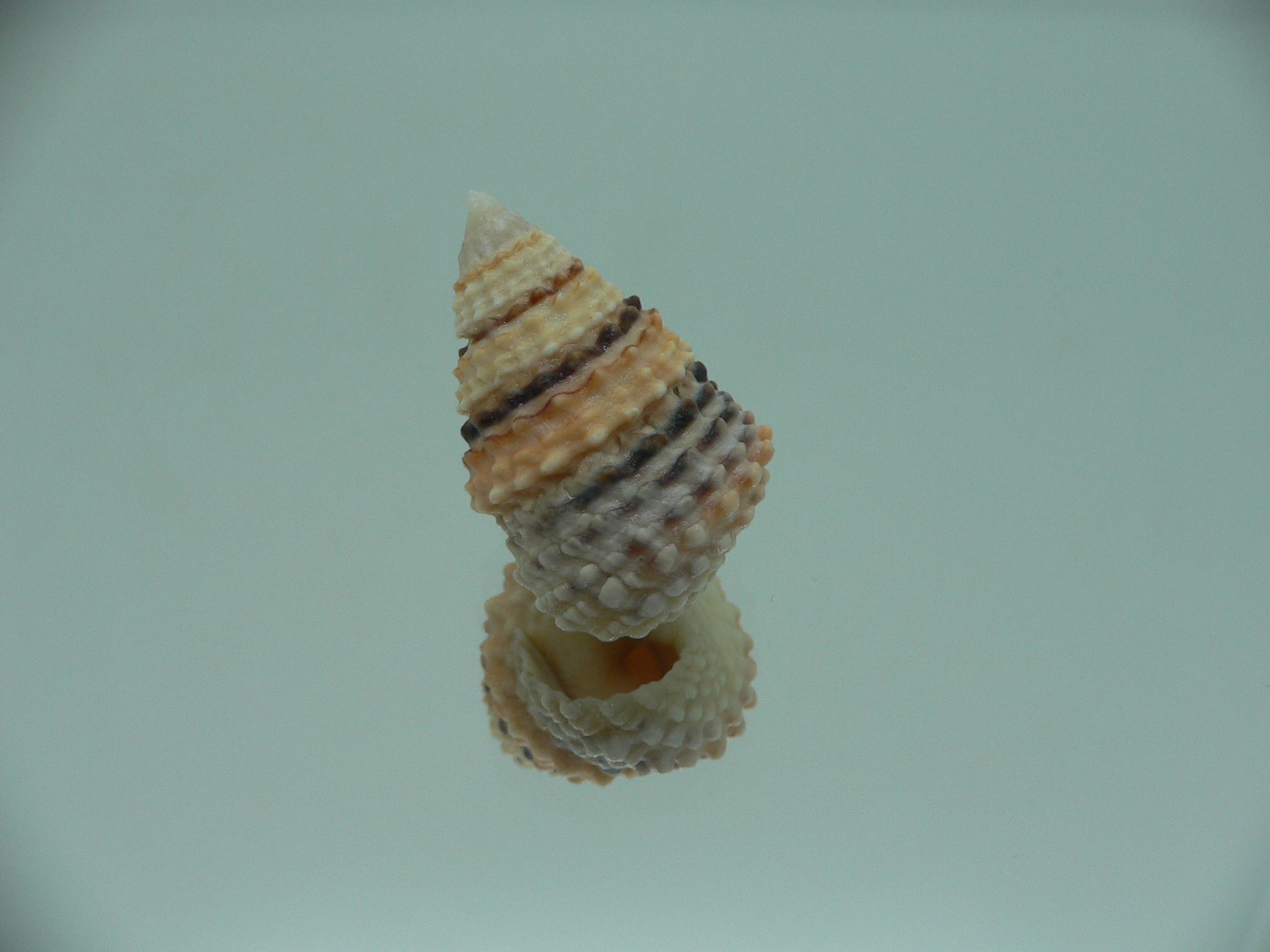 Tectarius coronatus COLORFUL