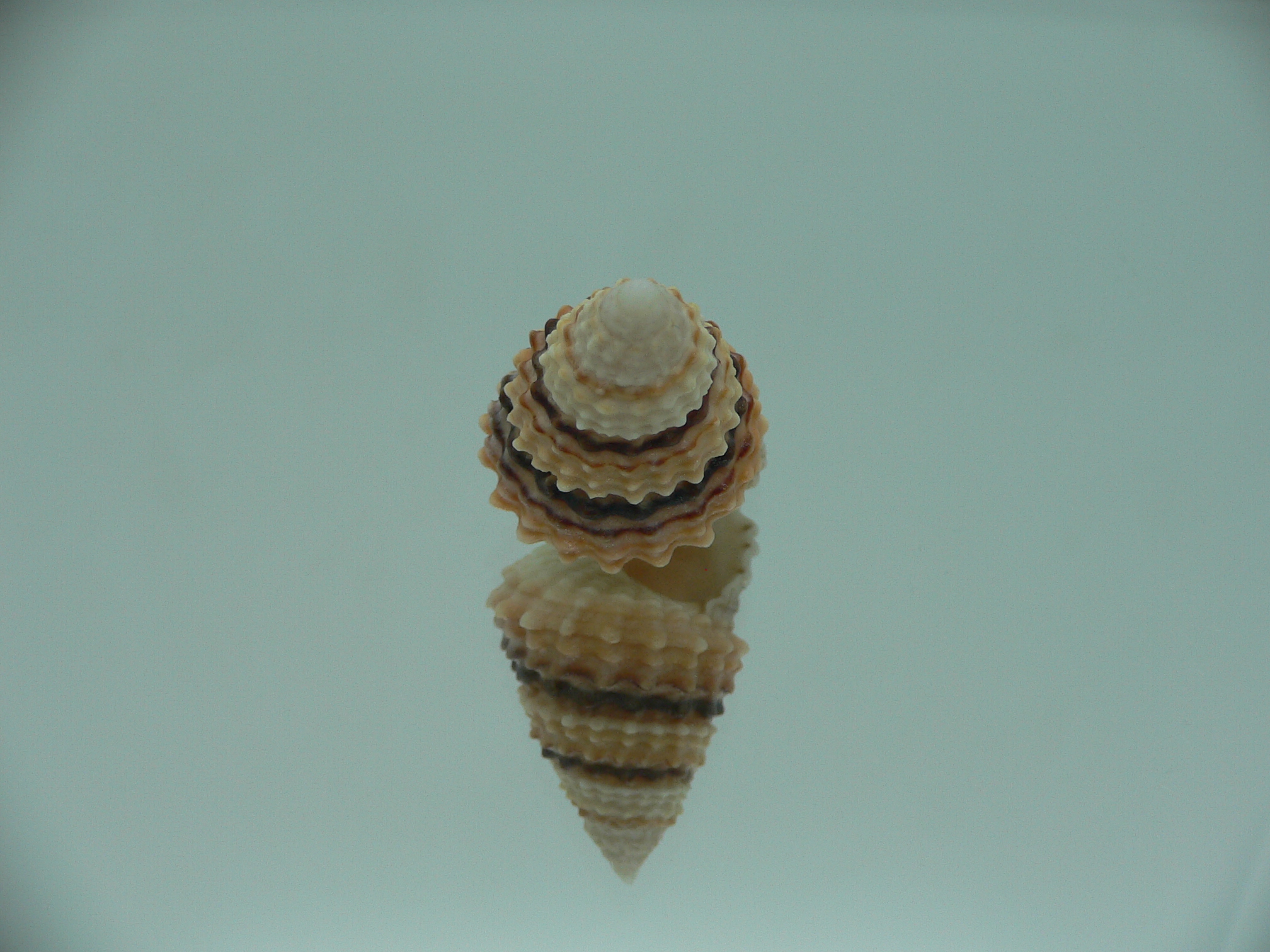 Tectarius coronatus COLORFUL