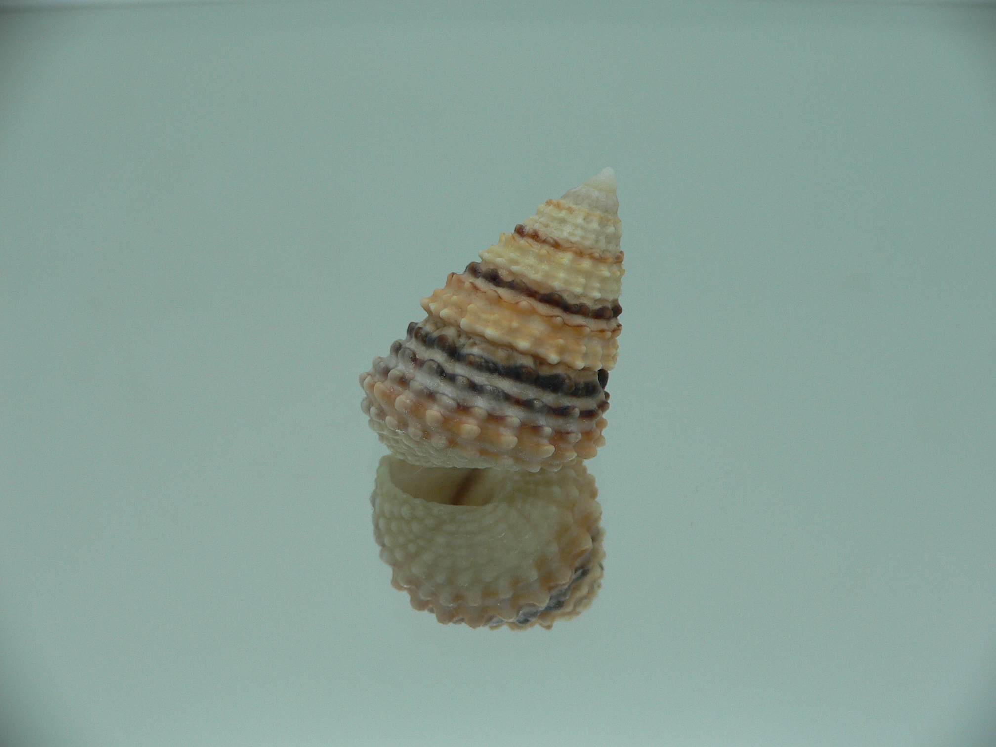 Tectarius coronatus COLORFUL