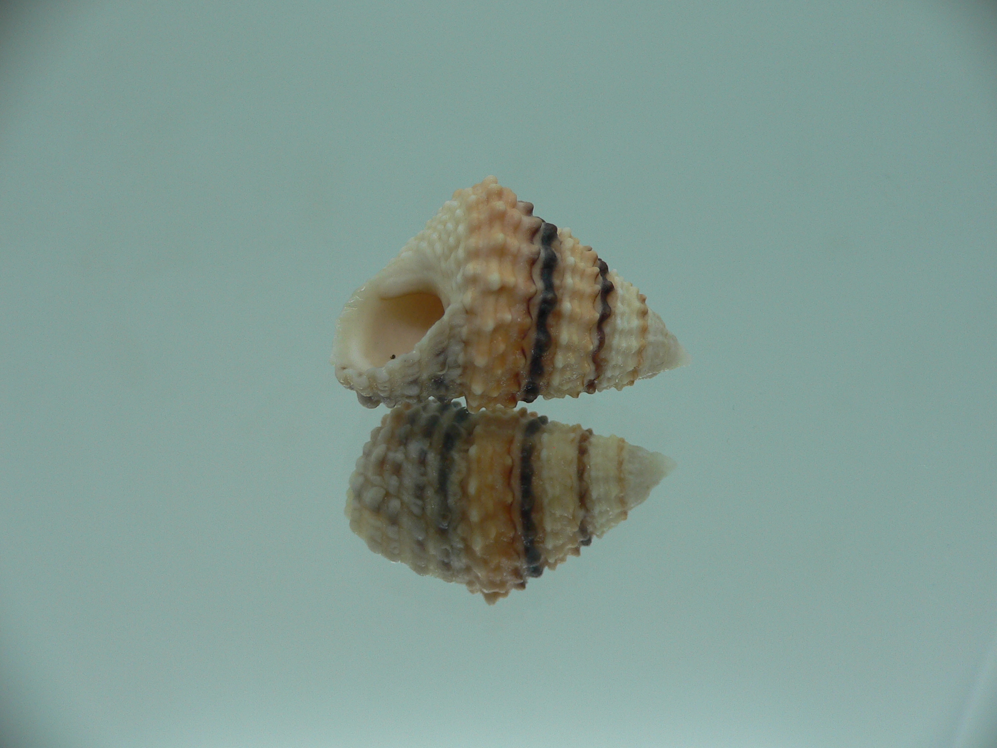 Tectarius coronatus COLORFUL