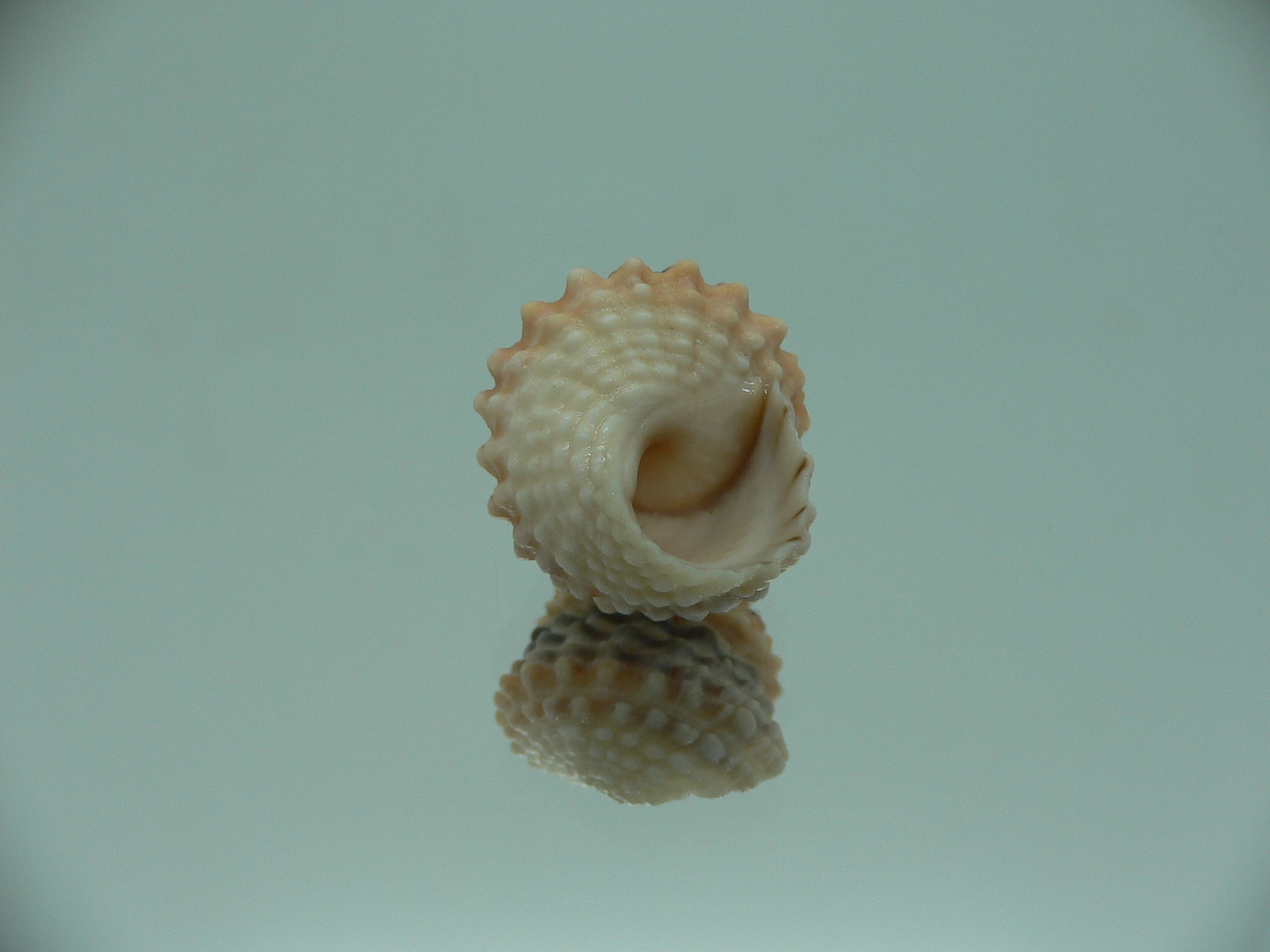 Tectarius coronatus COLORFUL