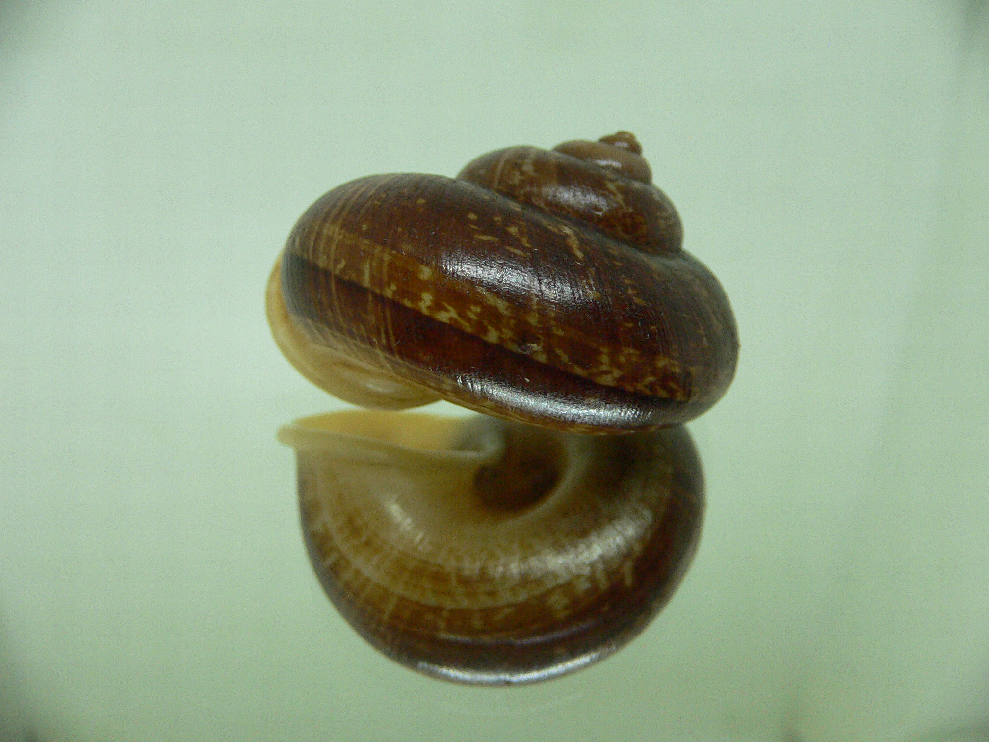 Cyclophorus siamensis DARK