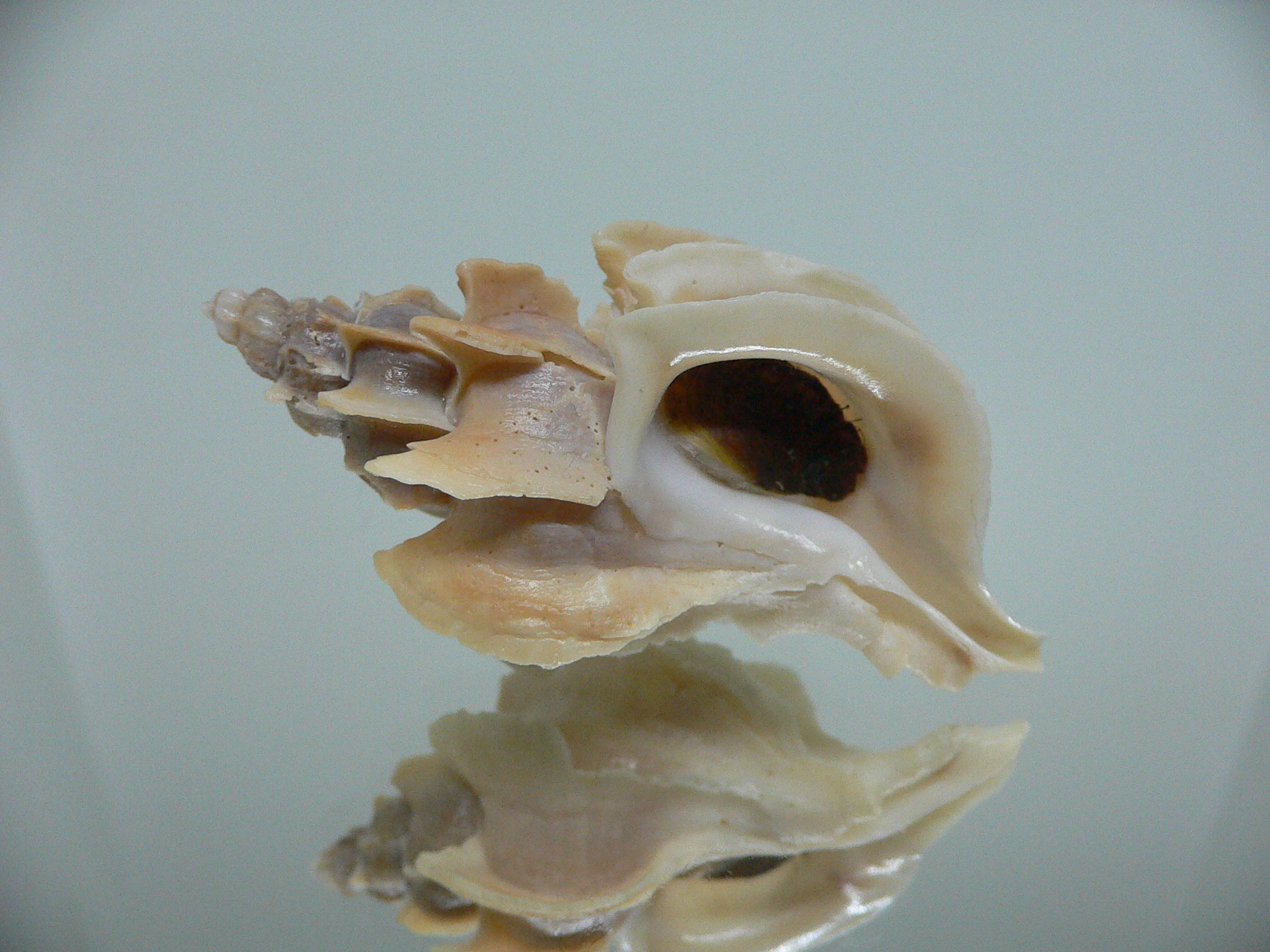 Boreotrophon candelabrum GIANT