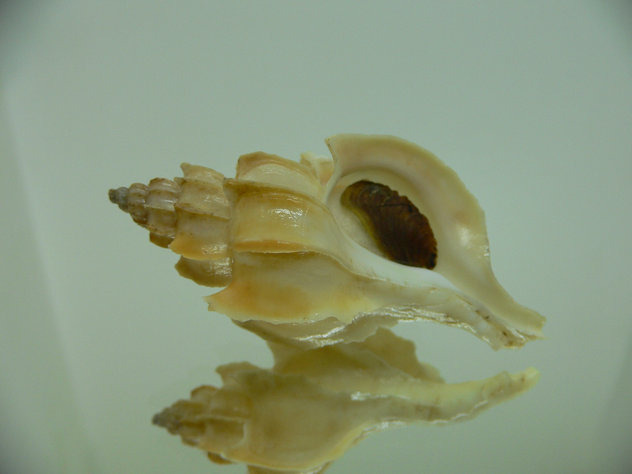 Boreotrophon candelabrum GIANT