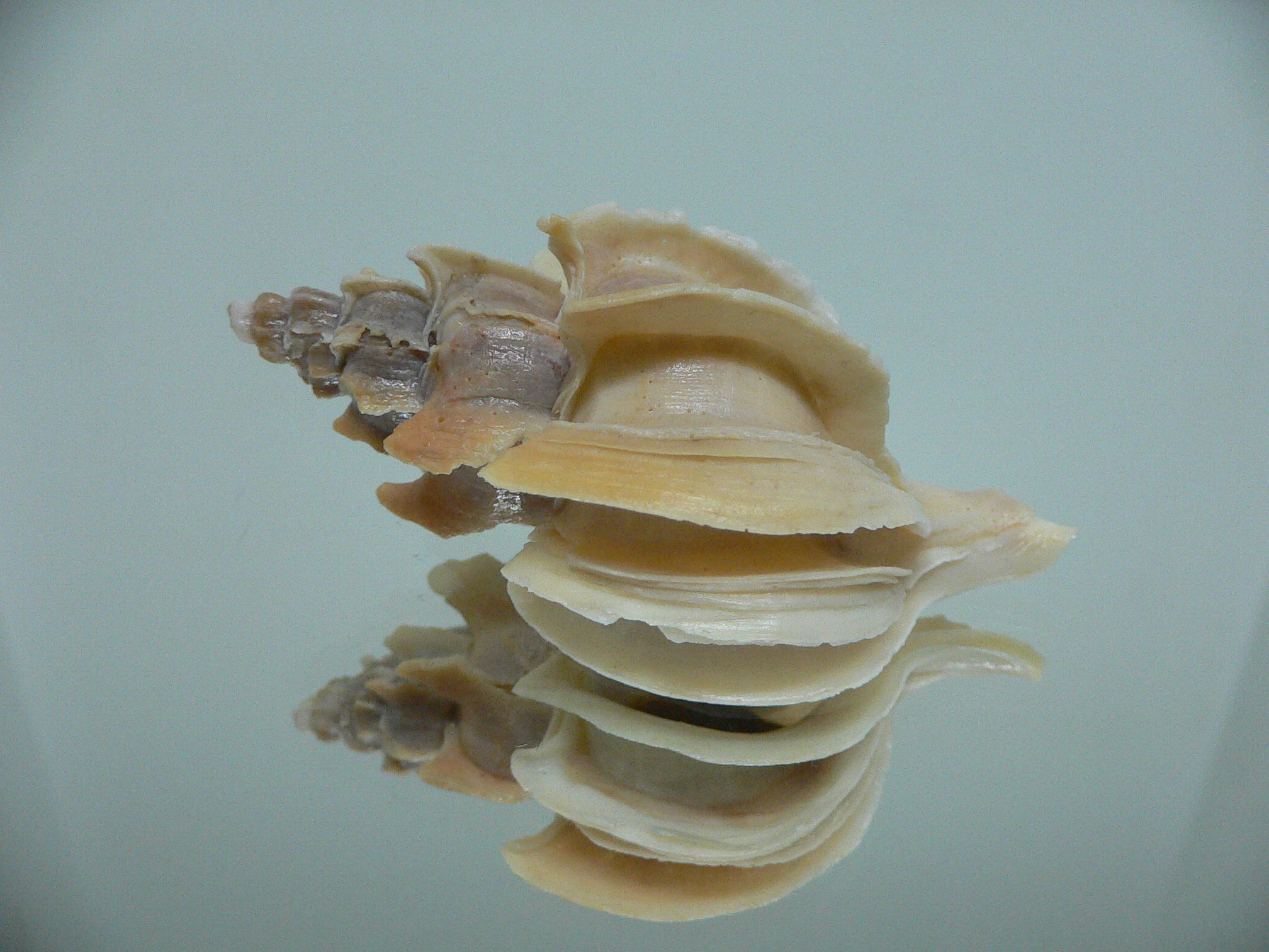 Boreotrophon candelabrum GIANT